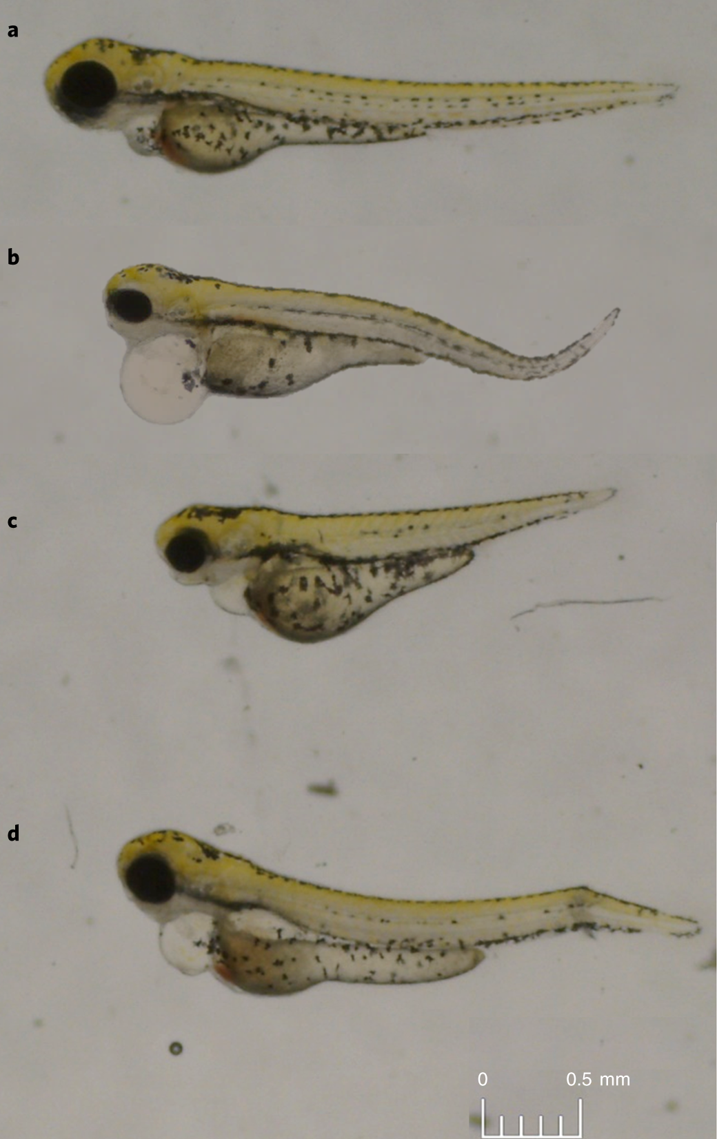 Fig. 7: Development of edema or postural aberrations in zebrafish larvae.