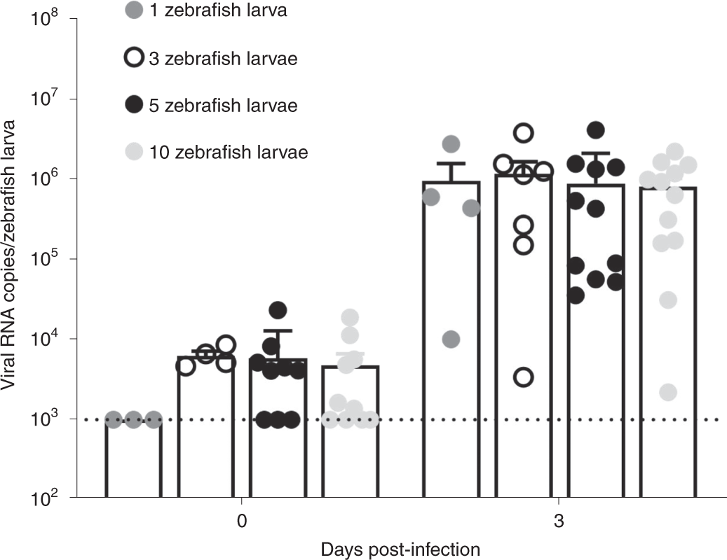 Fig. 8: HuNoV GII.P7-GII.6 replication can be detected in a single zebrafish larva.