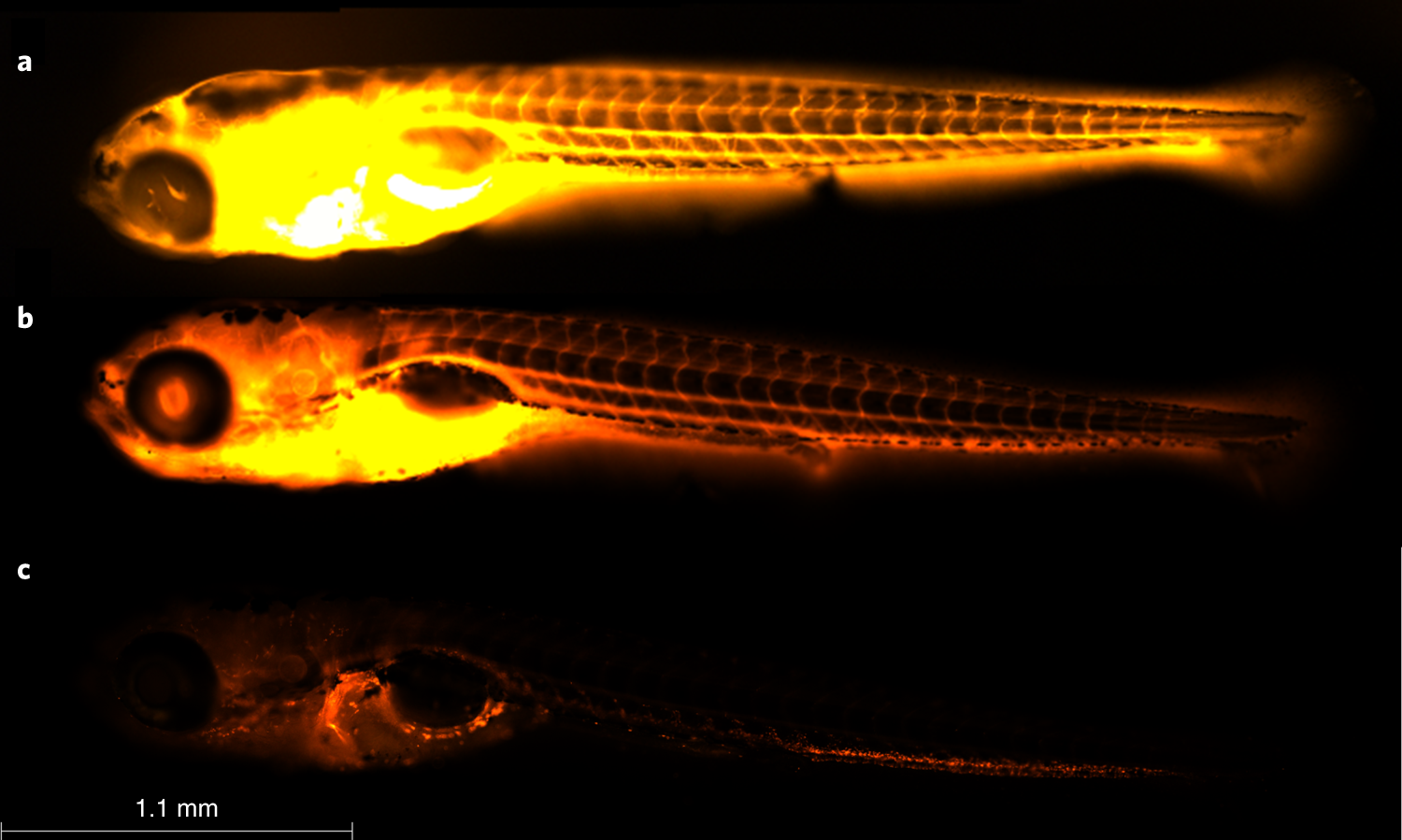 Fig. 9: Distribution of rhodamine B after an injection in the pericardial cavity of zebrafish larvae.