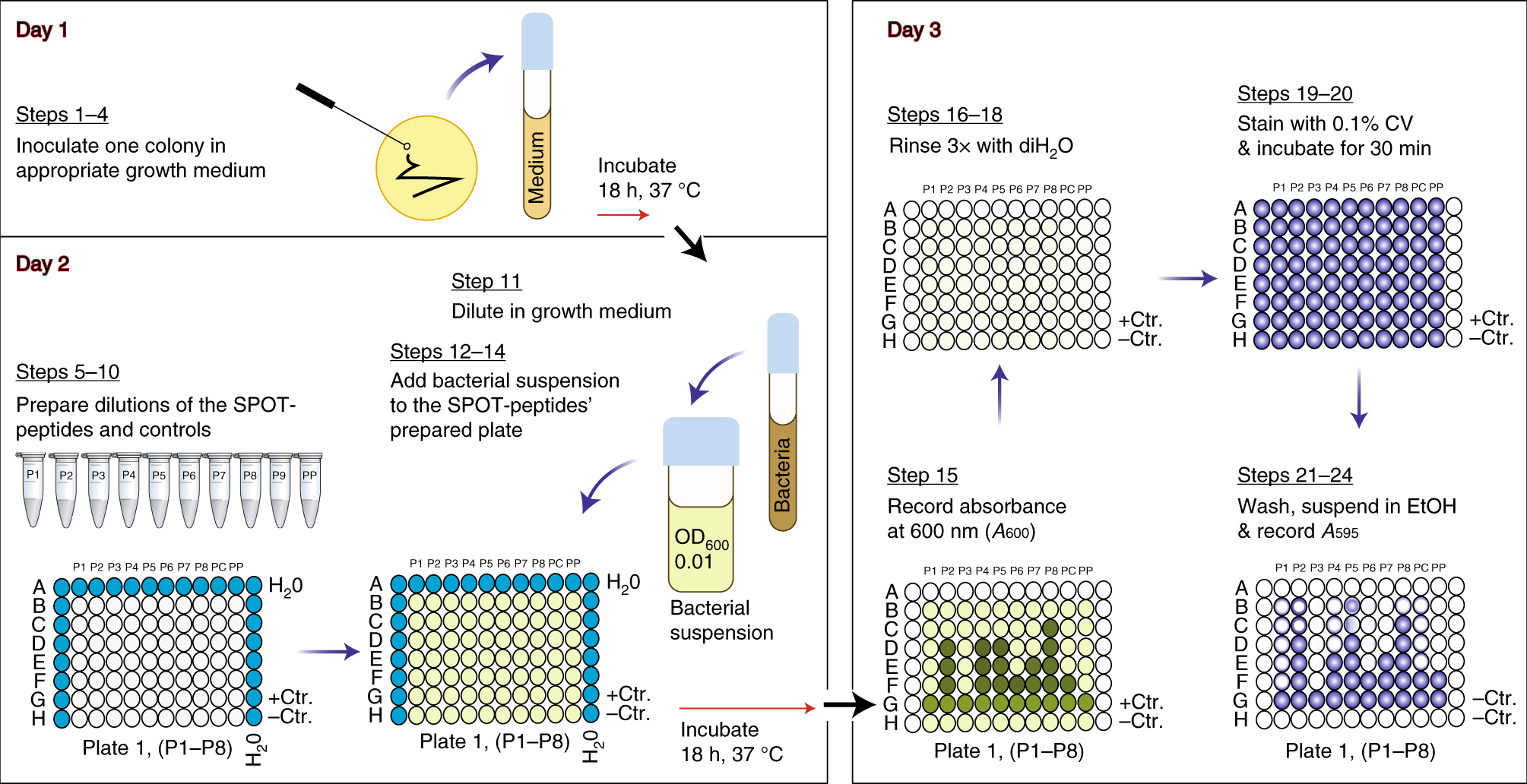 Fig. 1: Diagram of the steps of the biofilm inhibition screening assay.