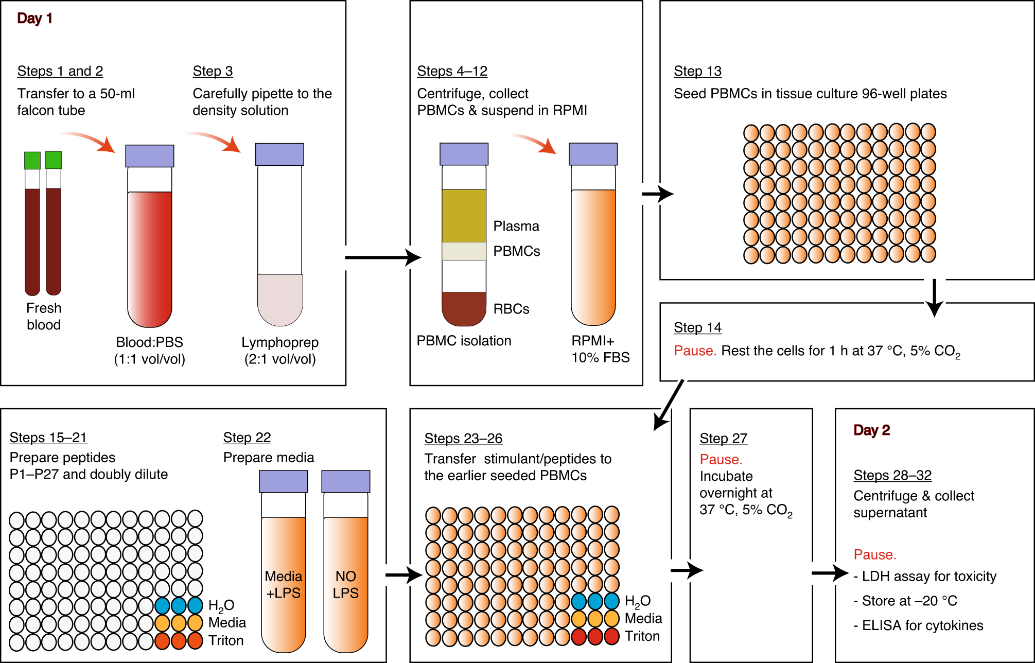 Fig. 2: Schematic diagram of the experimental setup to screen the immunomodulatory activity of the SPOT peptides.