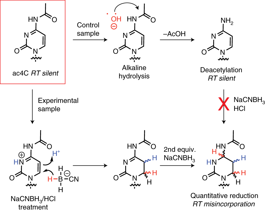 Fig. 1: Overview of nucleobase reaction chemistry underlying ac4C-seq.