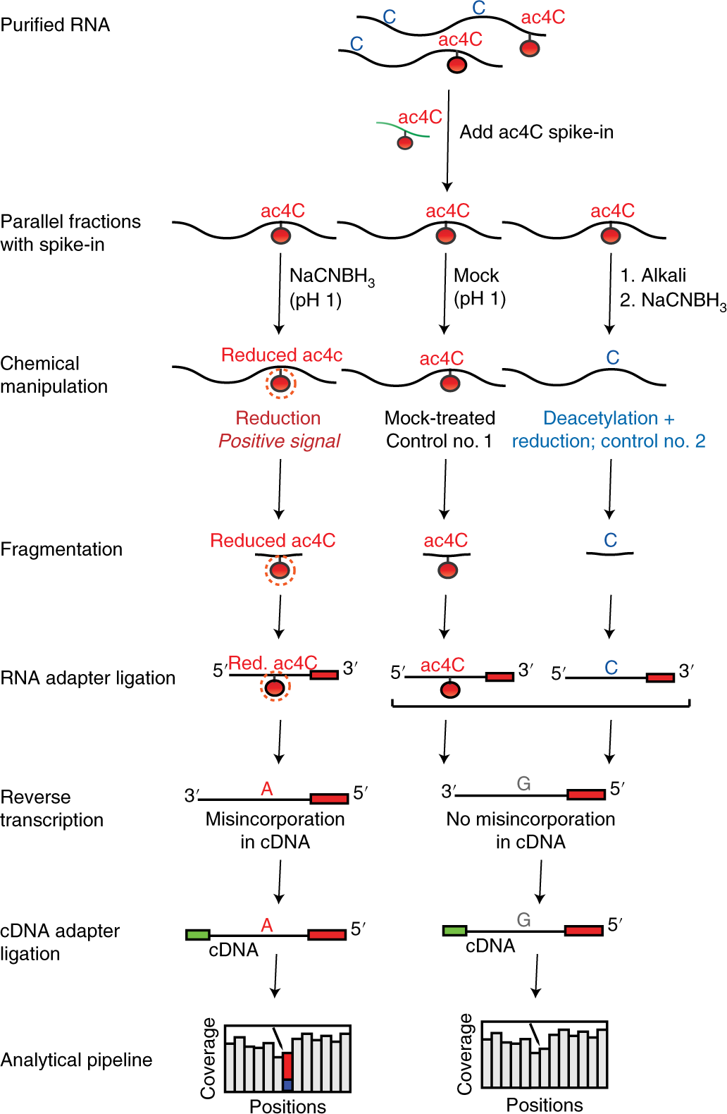 Fig. 2: Experimental workflow for ac4C-seq protocol.