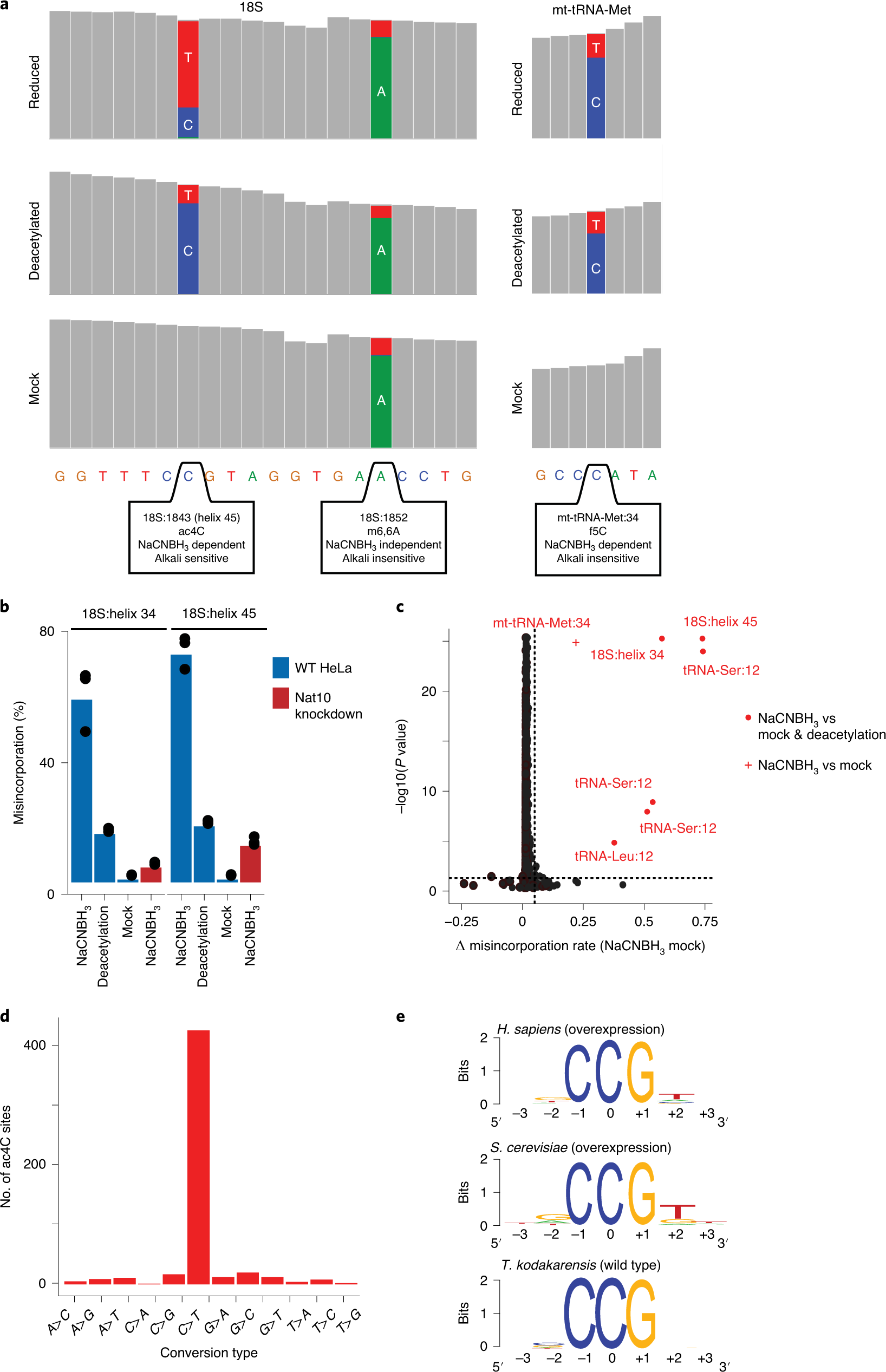 Fig. 5: Anticipated results of ac4C-seq.