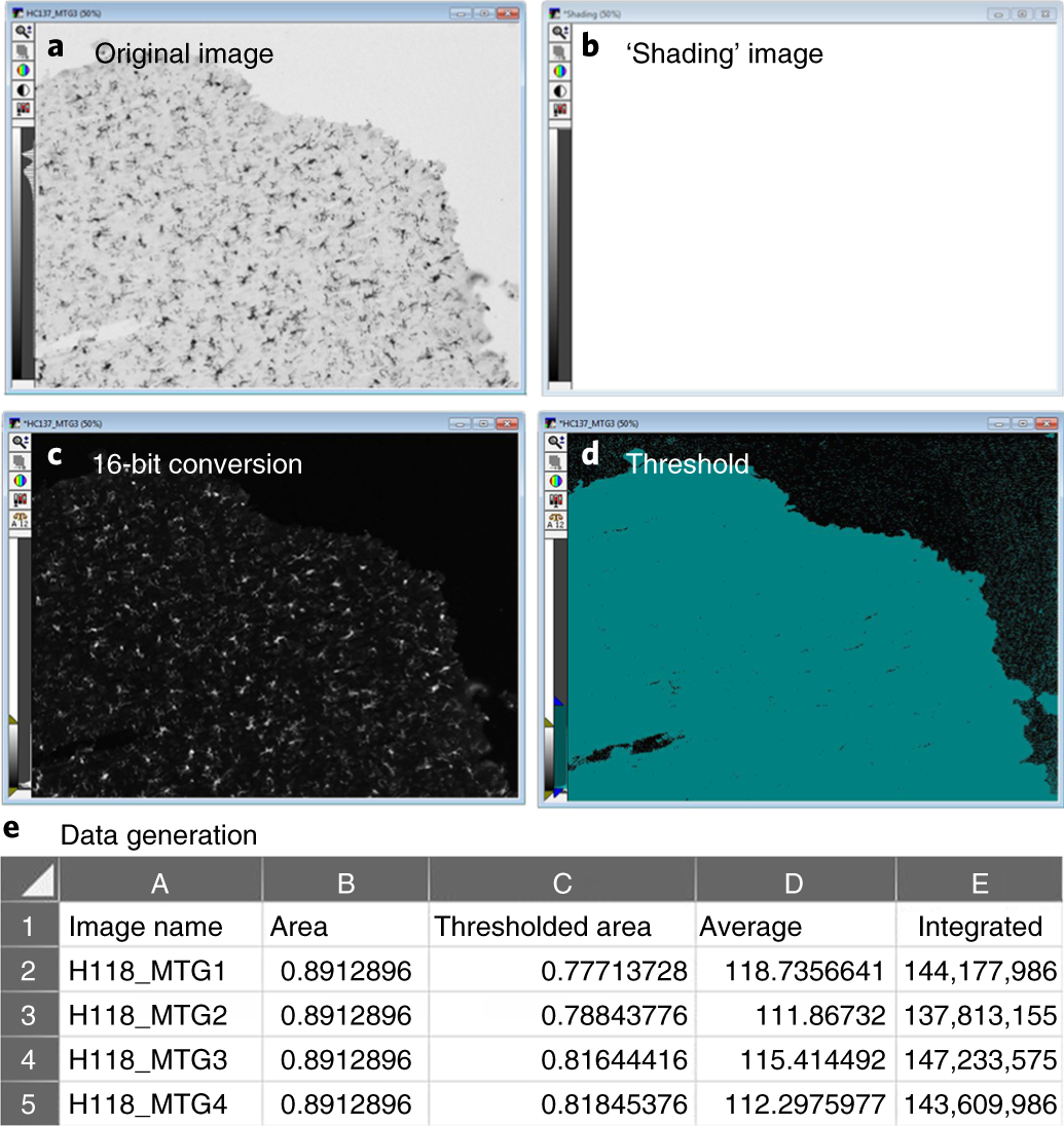 Fig. 4: Integrated optical density (scaled): measurement of total core area.