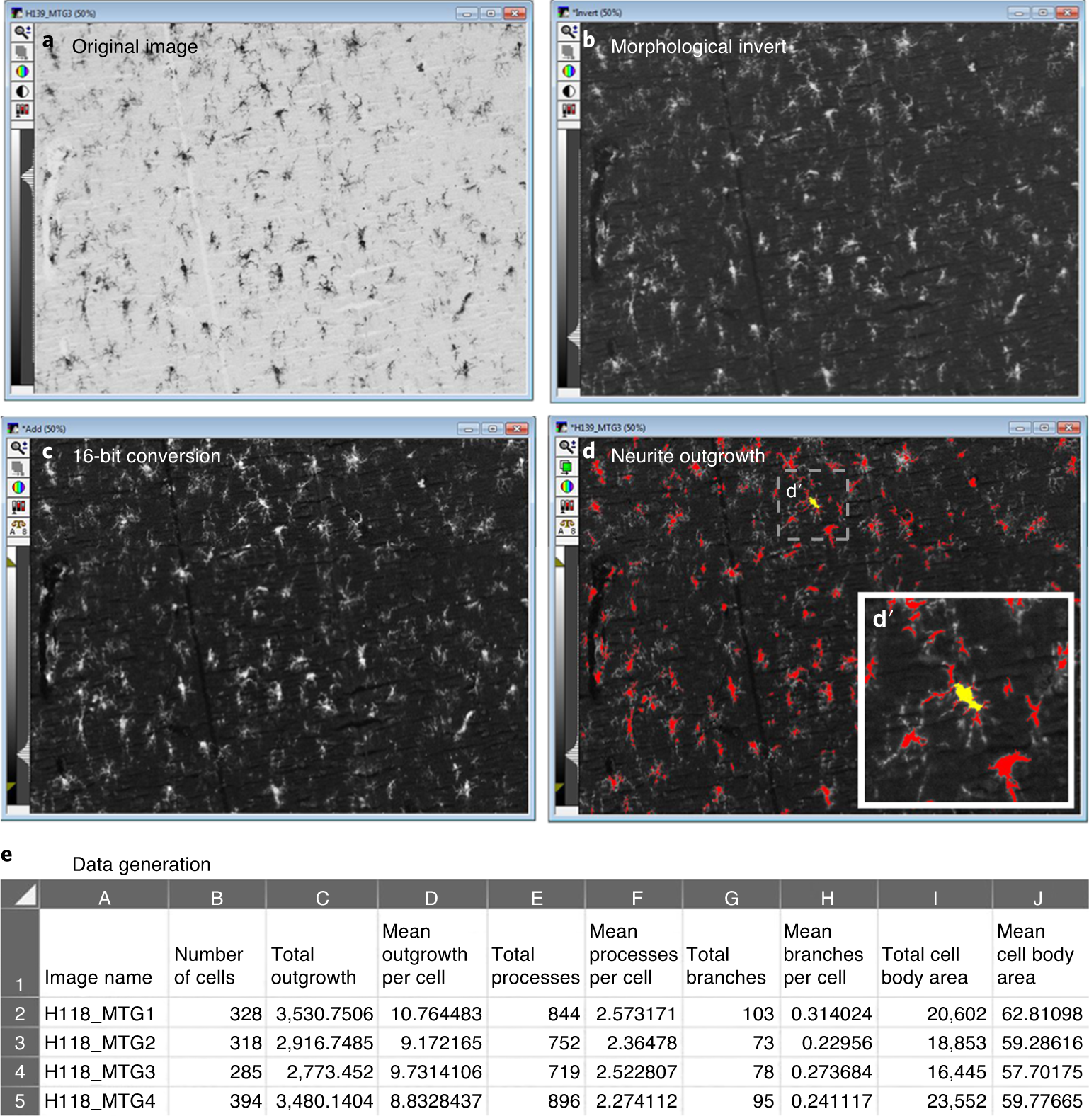 Fig. 6: Neurite outgrowth: cellular processes and neurite length/branching.