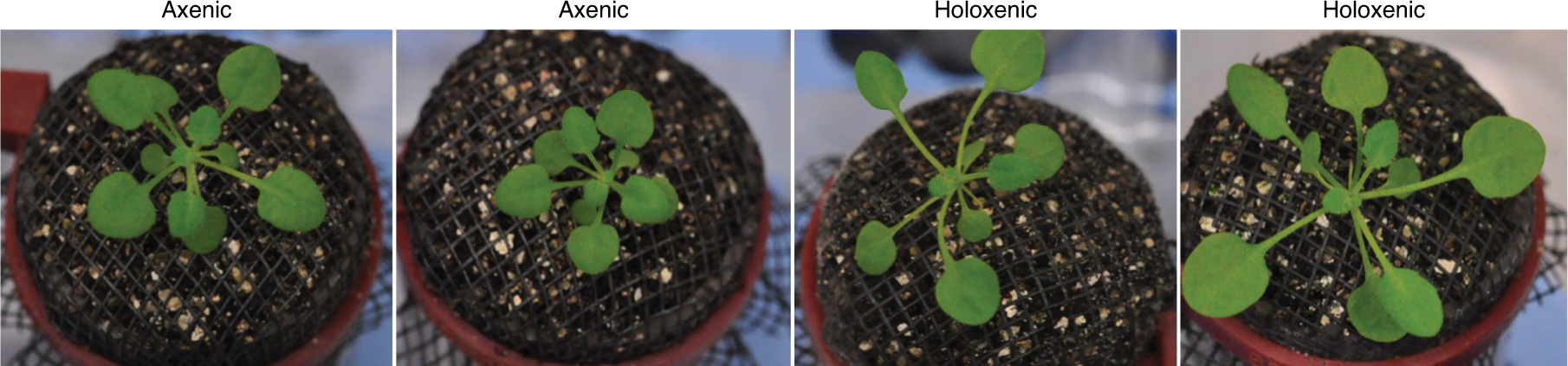 Fig. 3: A. thaliana grown in FlowPots with axenic or holoxenic substrate.