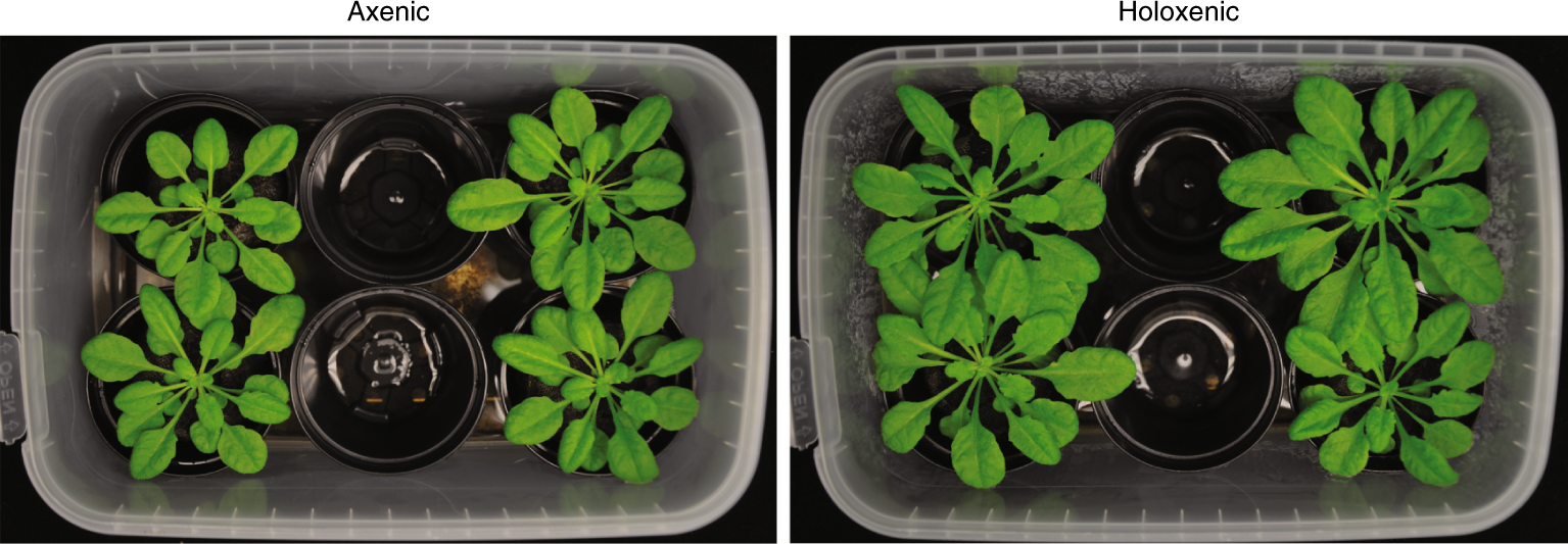 Fig. 4: A. thaliana grown in GnotoPots with axenic or holoxenic substrate.