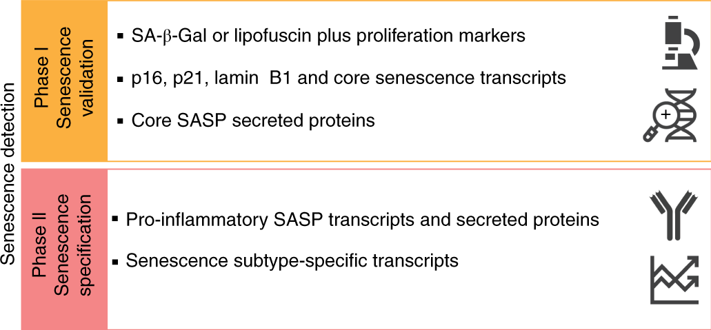 Fig. 1: Schematic representation of the protocol.