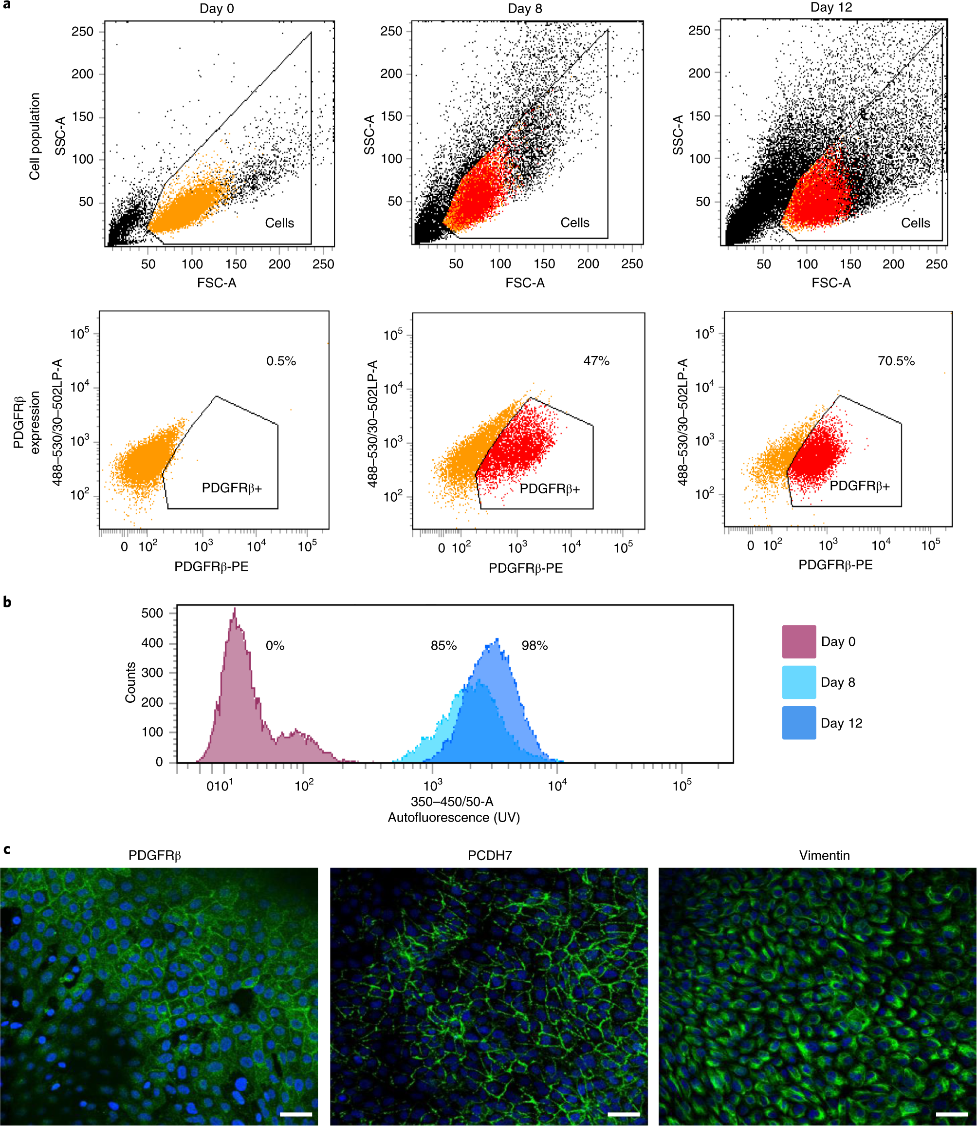 Fig. 2: Characterization of iPSCs differentiation to HSC-like cells.