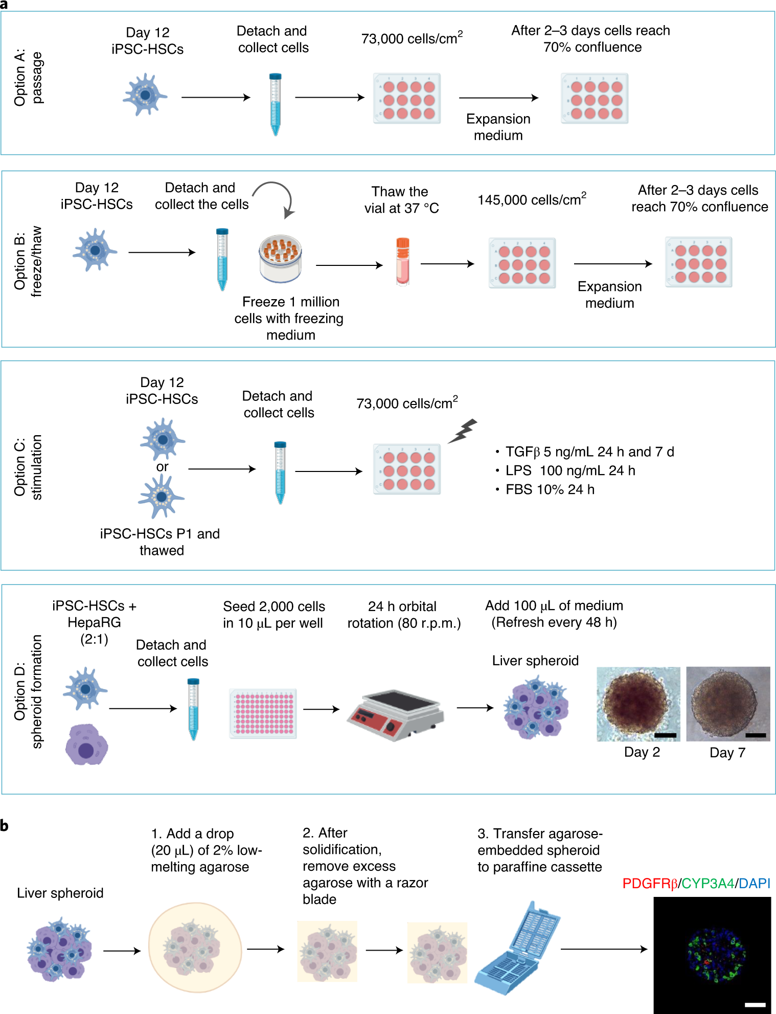 Fig. 3: Scheme of the downstream assays with iPSC-HSCs.