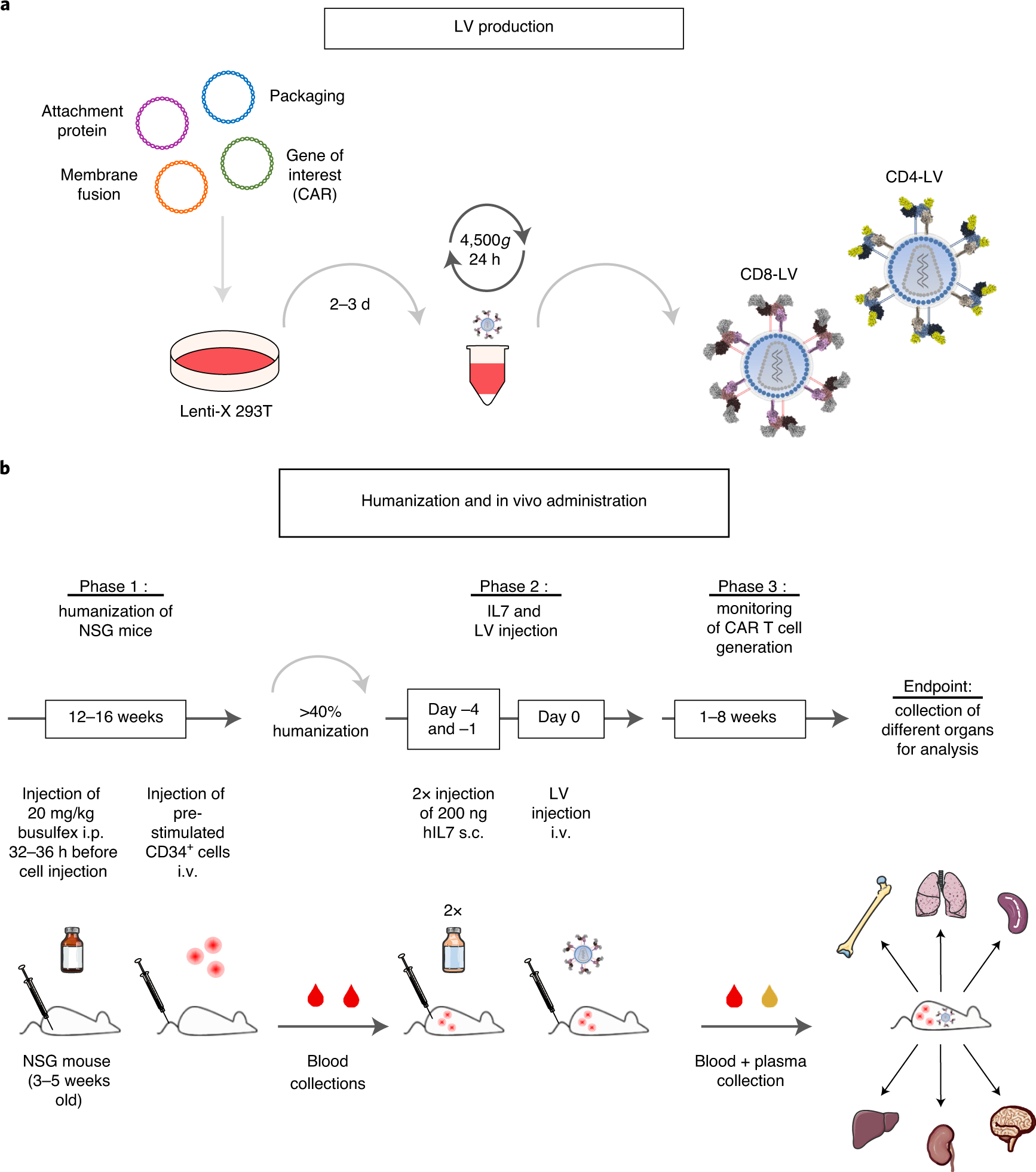 Fig. 1: Overview of procedure.