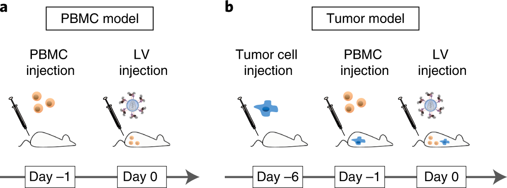 Fig. 2: Alternative mouse models that can be used for in vivo CAR T cell generation.