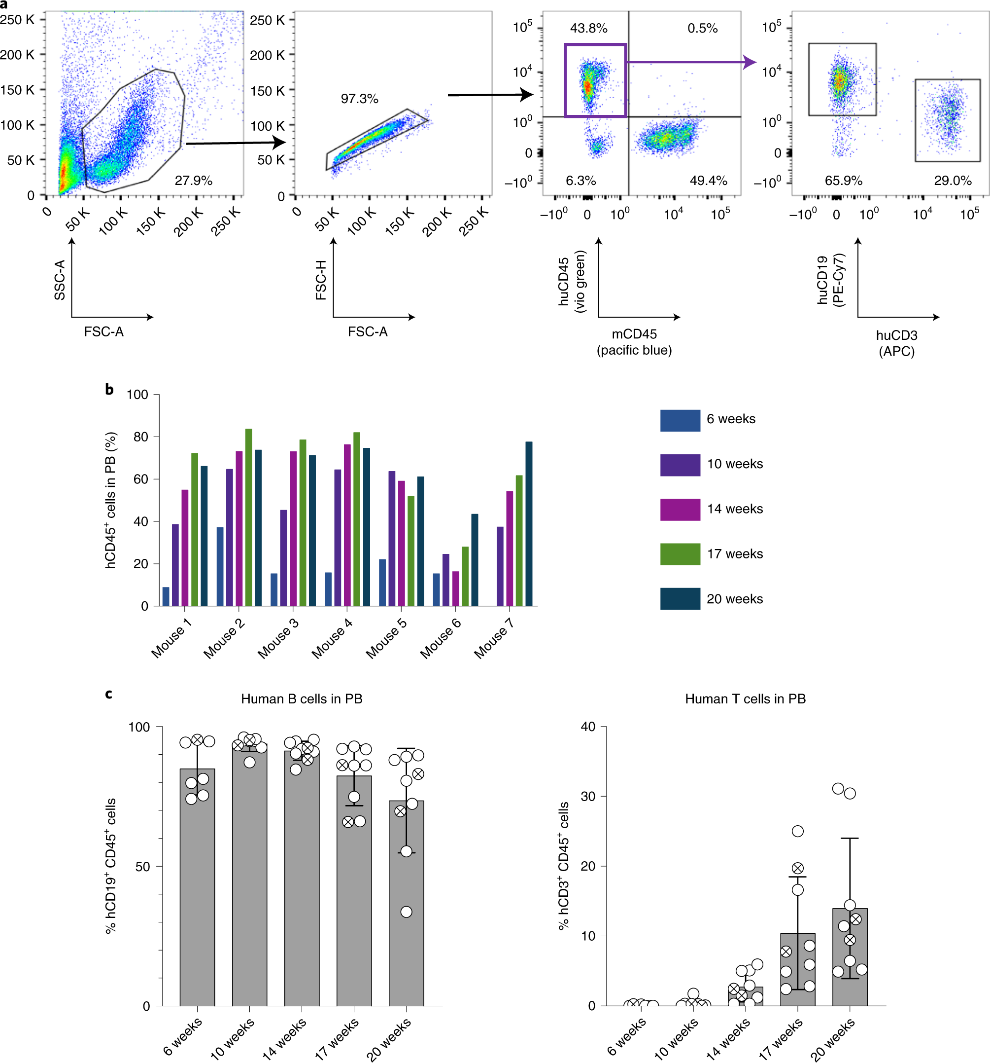 Fig. 5: Follow-up of humanization of NSG mice.