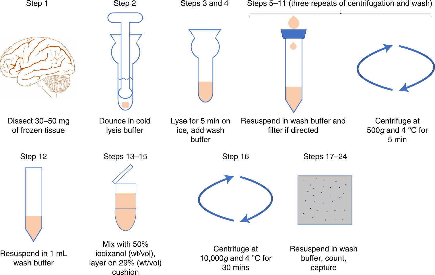 Fig. 1: Schematic representation of the steps of the protocol.