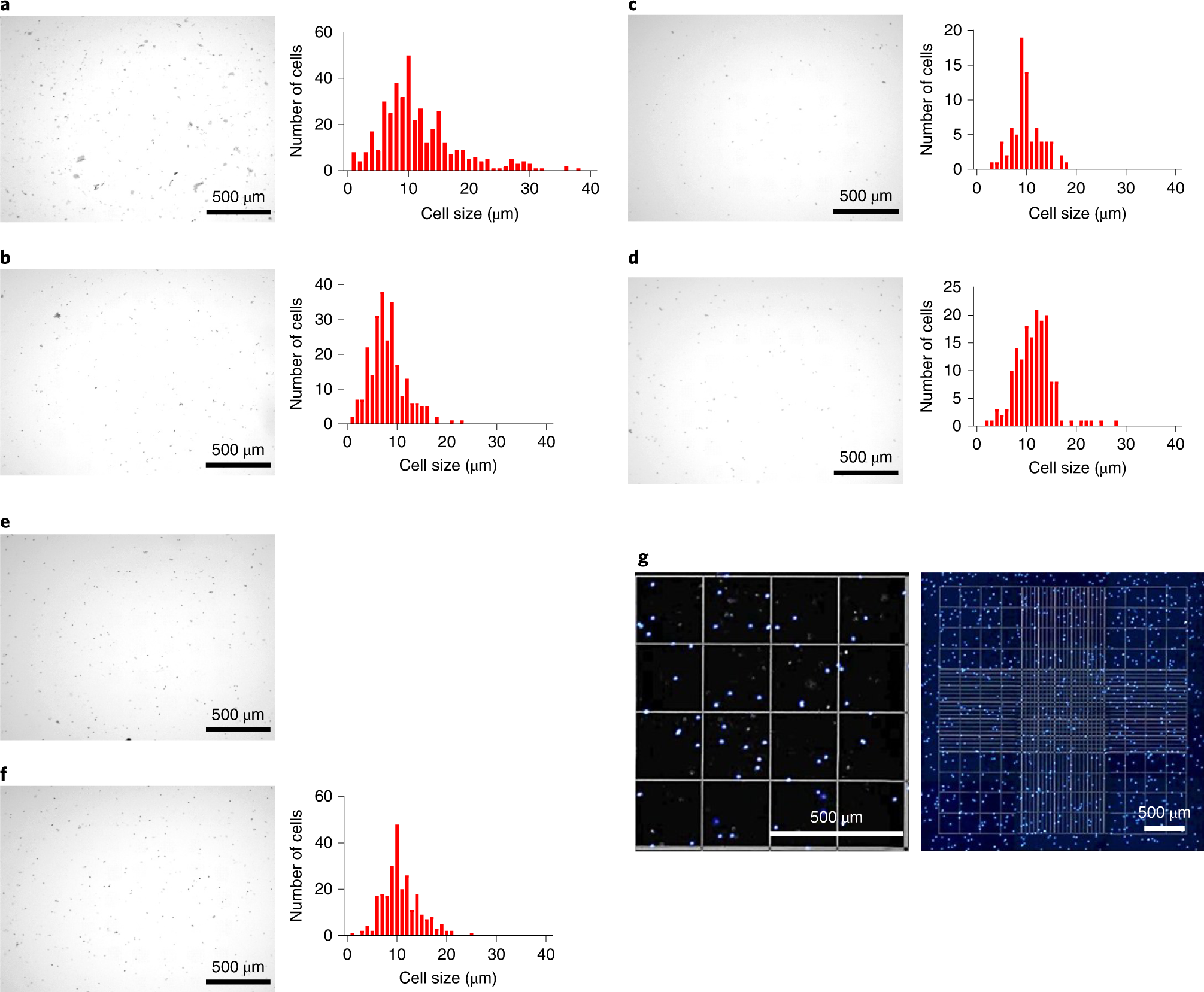 Fig. 3: Images of extracted nuclei.