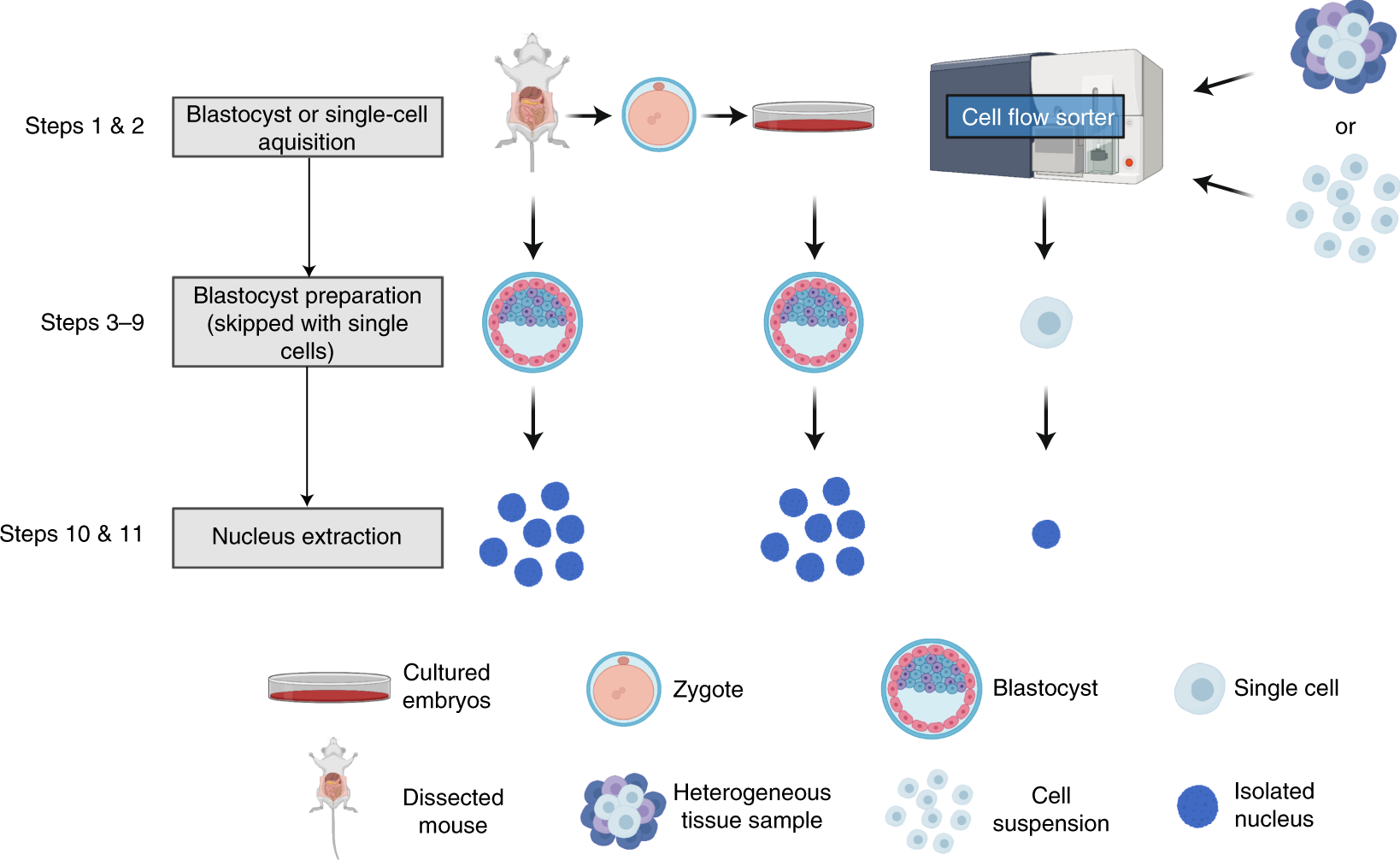 Fig. 1: Overview of sample preparation for uliCUT&RUN. uliCUT&RUN is amenable to many sources of low-input material.