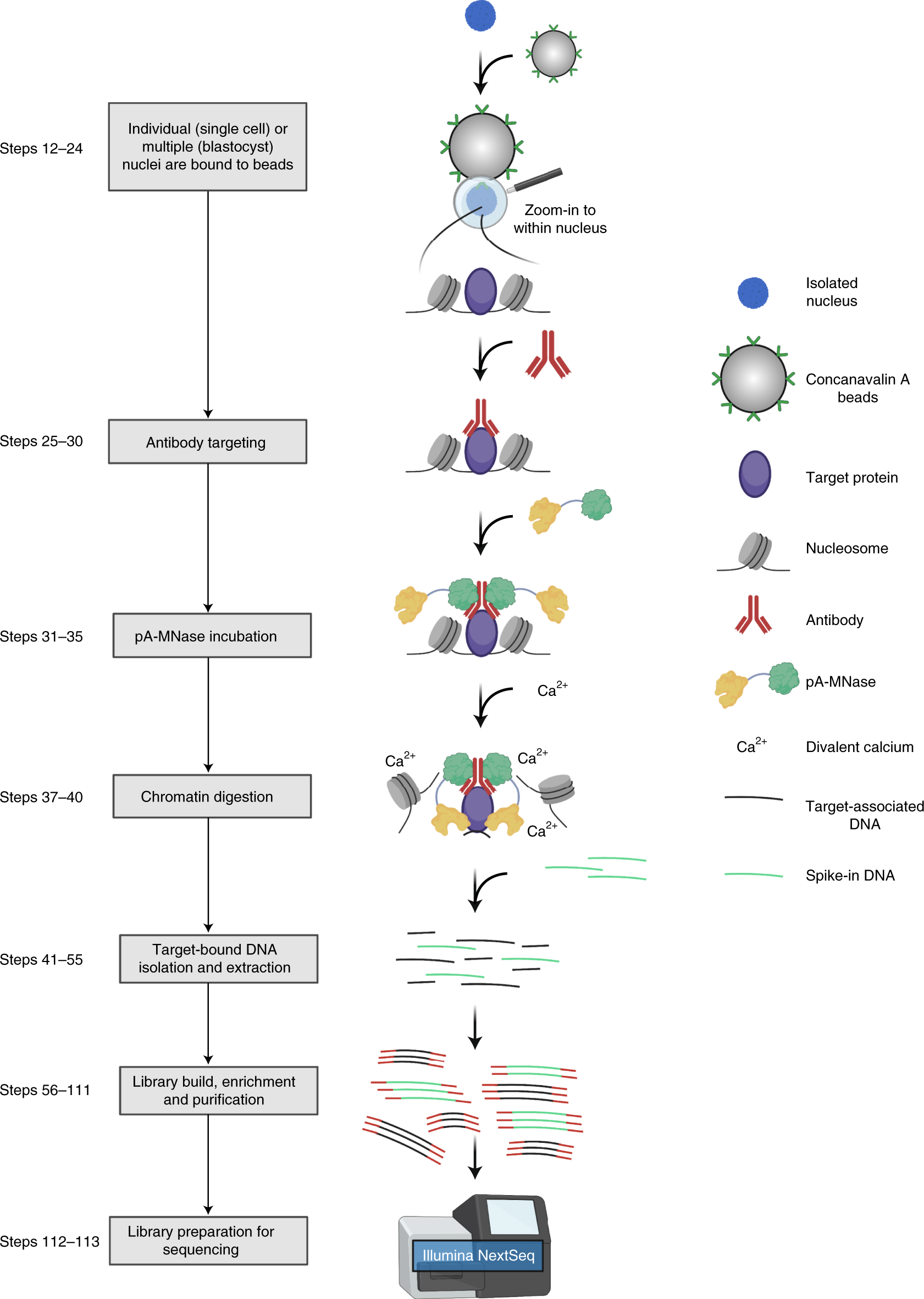 Fig. 2: Overview of the uliCUT&RUN approach.