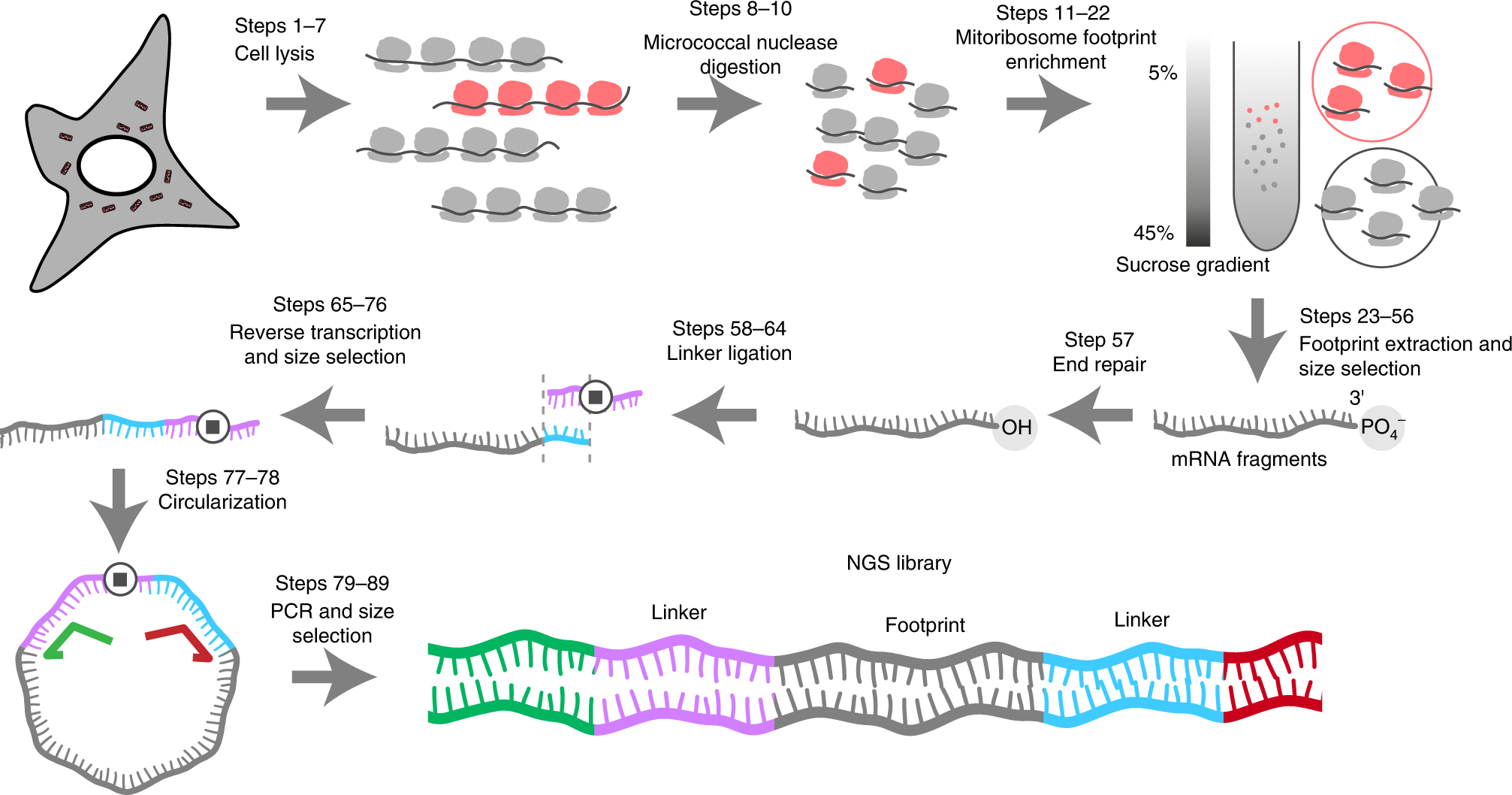 Fig. 1: Overview of the workflow for mitochondrial ribosome profiling.