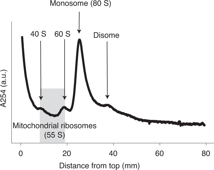 Fig. 2: Typical absorbance trace of sucrose gradient fractionation of lysates treated with micrococcal nuclease.