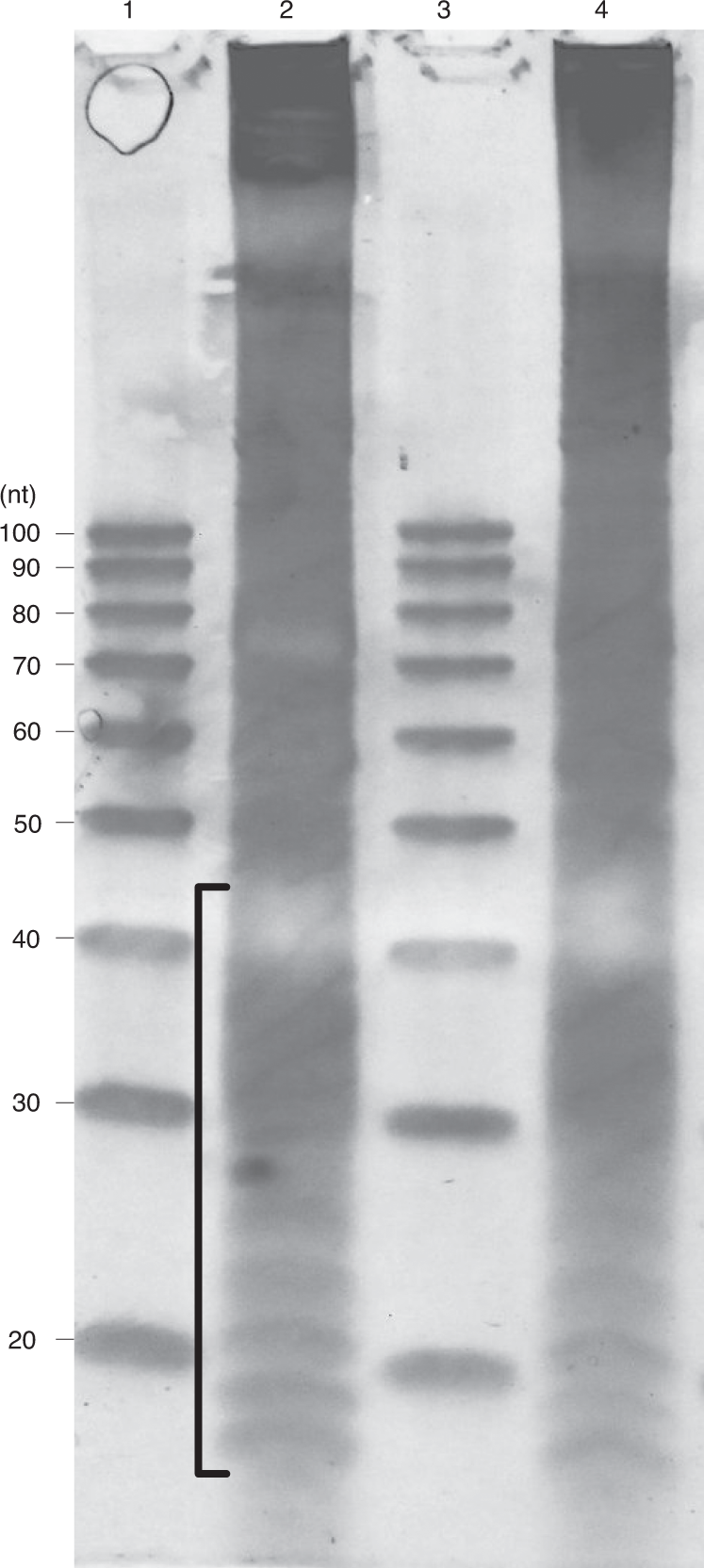 Fig. 3: Typical result of a size selection gel for ribosome footprint samples digested with two different nucleases.
