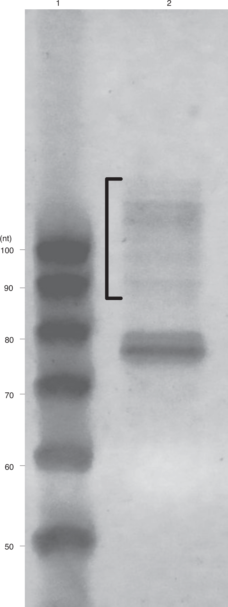 Fig. 4: A typical result of a cDNA gel for ribosome footprint samples.