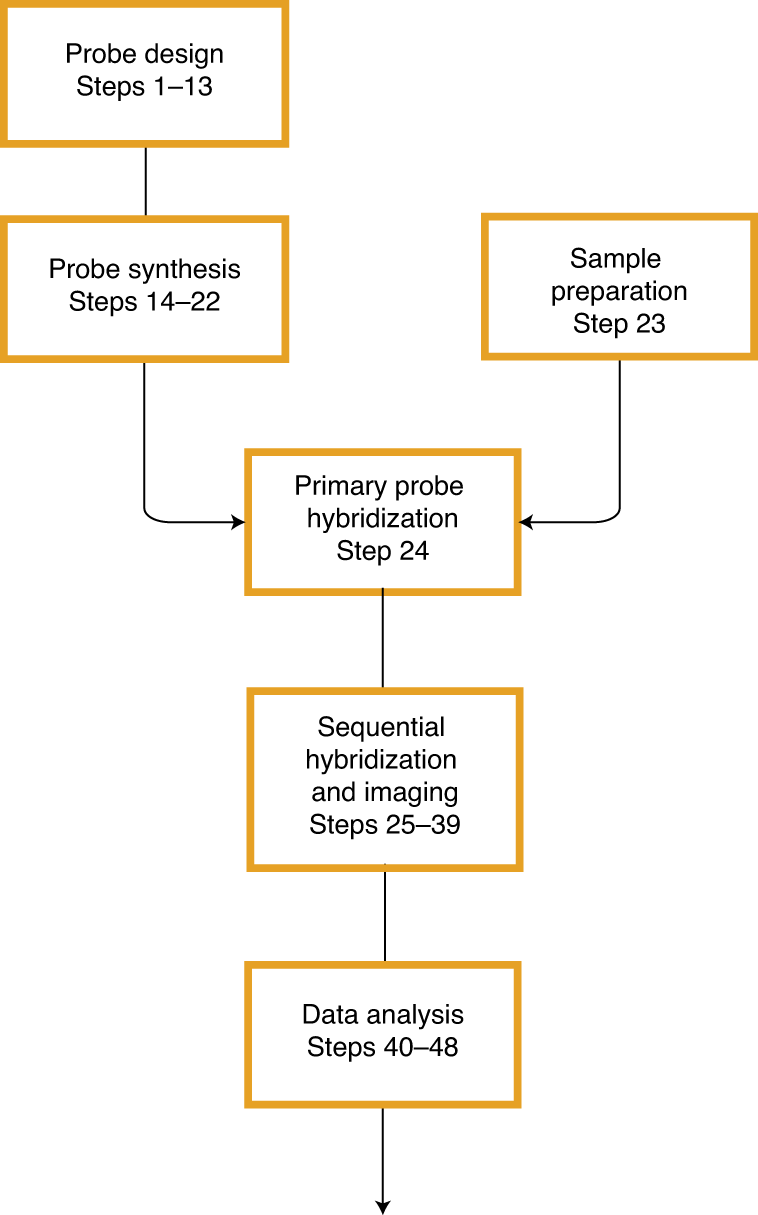 Fig. 1: Schematic diagram of the chromatin-tracing and MINA protocols.