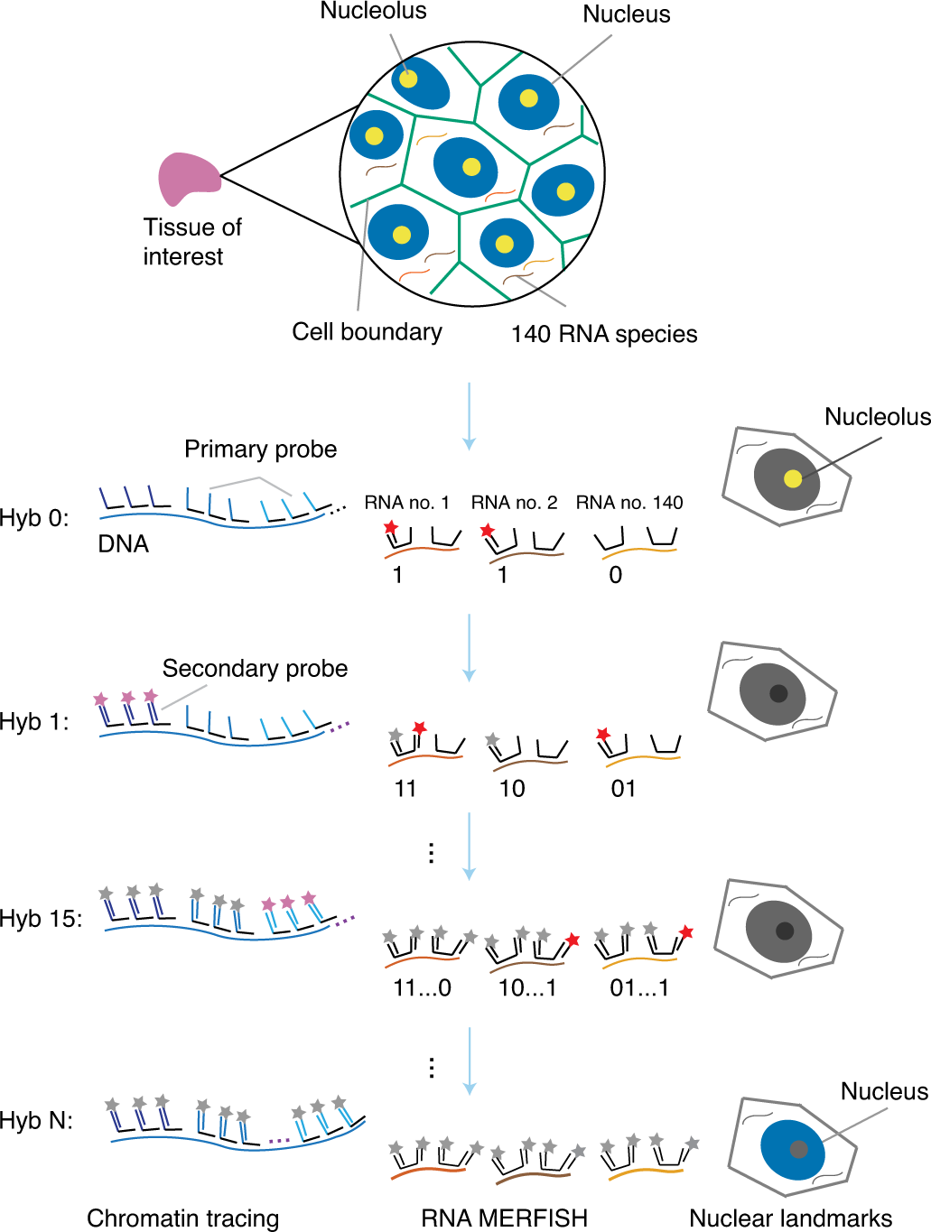 Fig. 3: Outline of the MINA method.