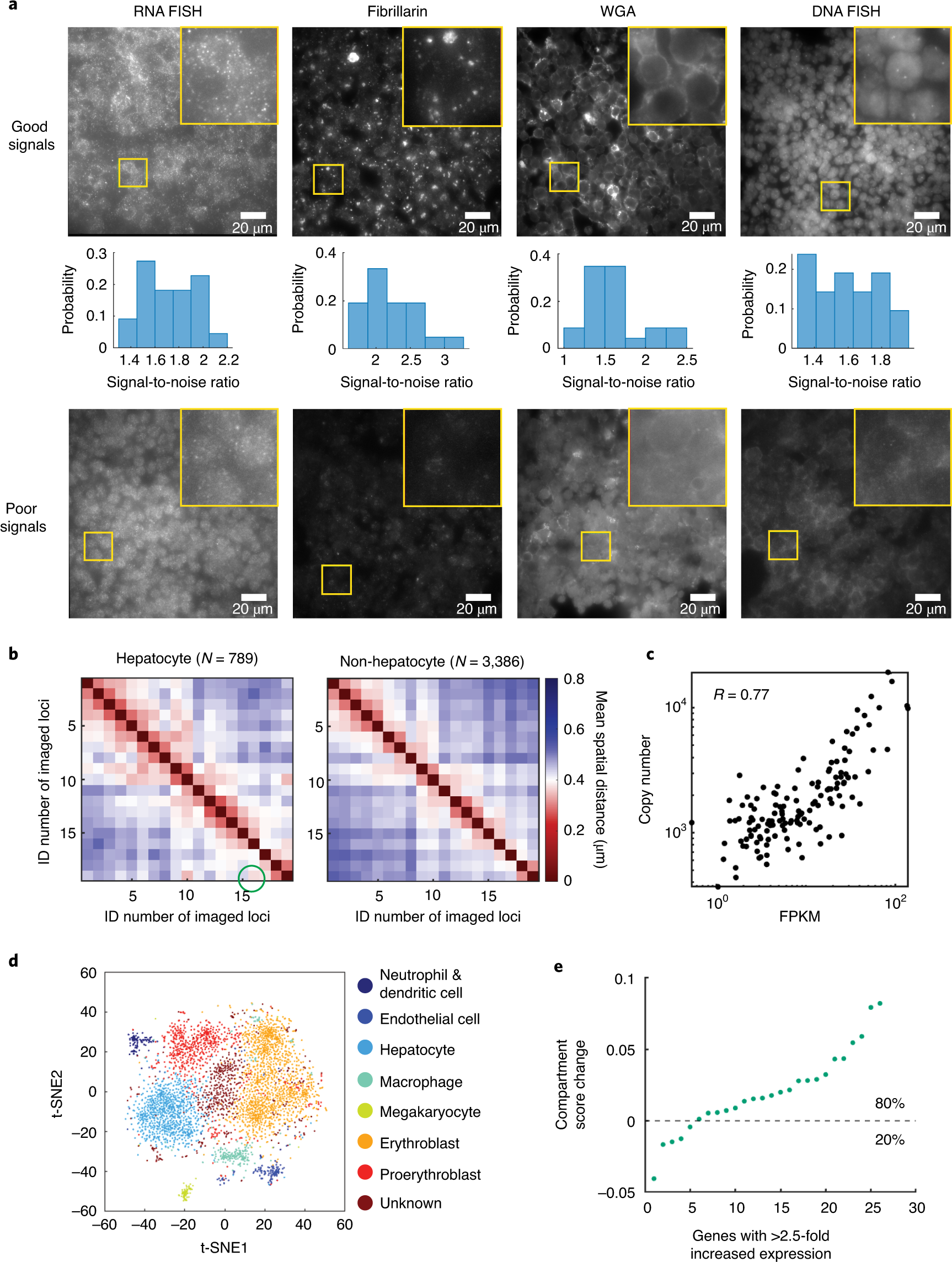 Fig. 8: Example results of gene expression and cell type–specific genome architecture analyses.