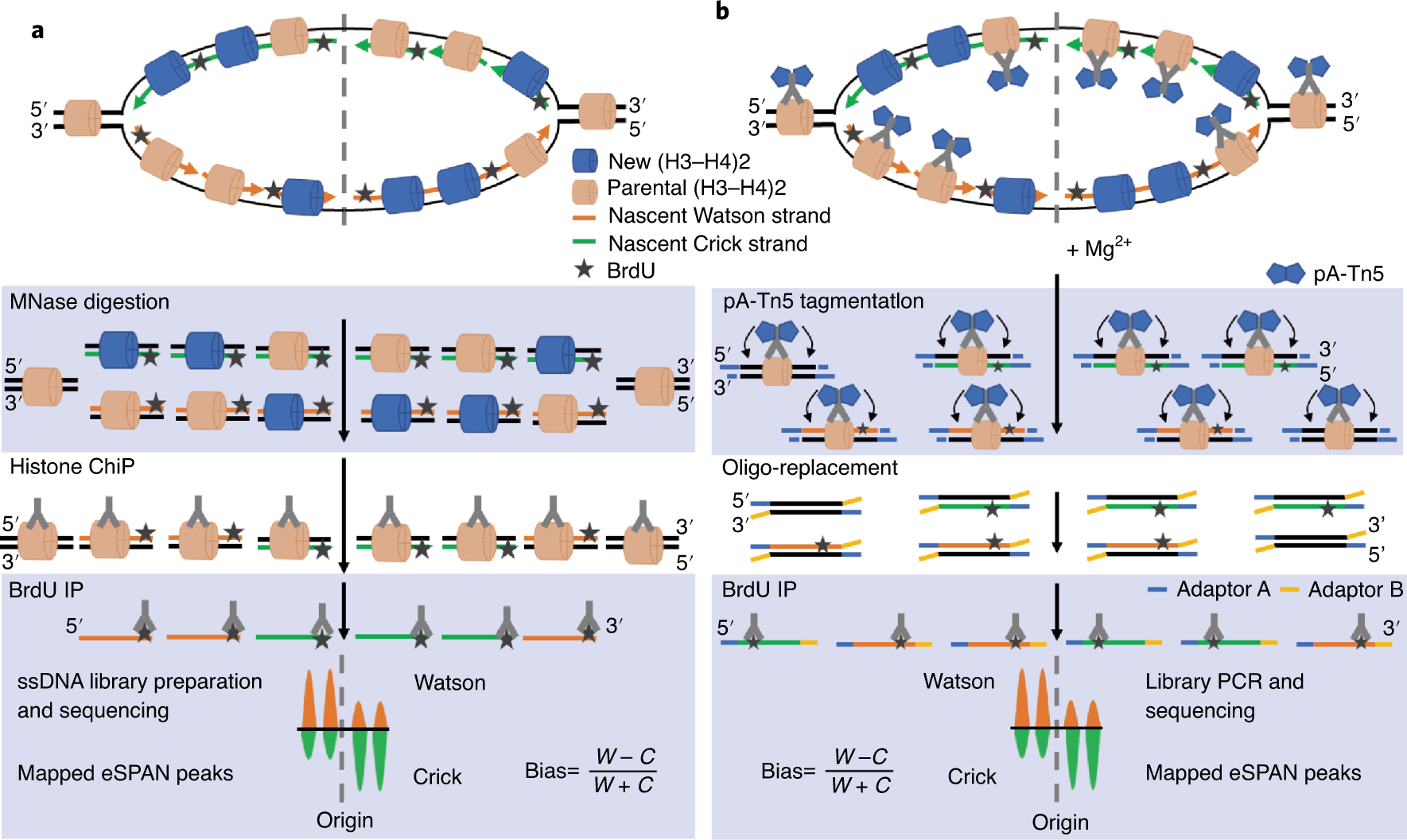 Fig. 1: Side-by-side comparison of the eSPAN protocol in yeast (a) and mammalian cells (b).