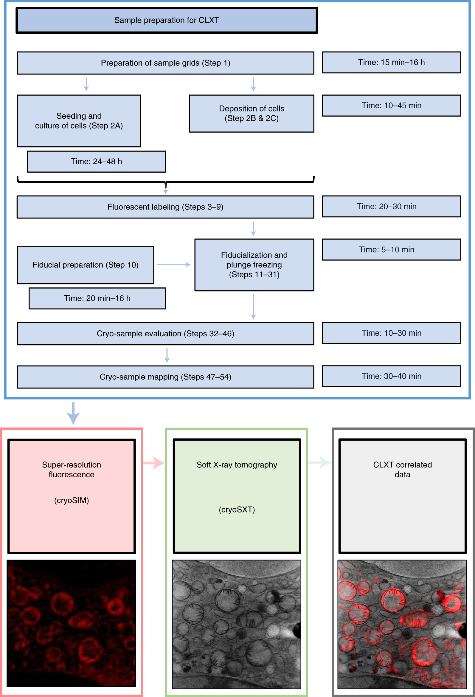 Fig. 1: Flow chart showing the correlative cryo-light/fluorescence and soft X-ray microscopy fiducialization workflow described in this study.