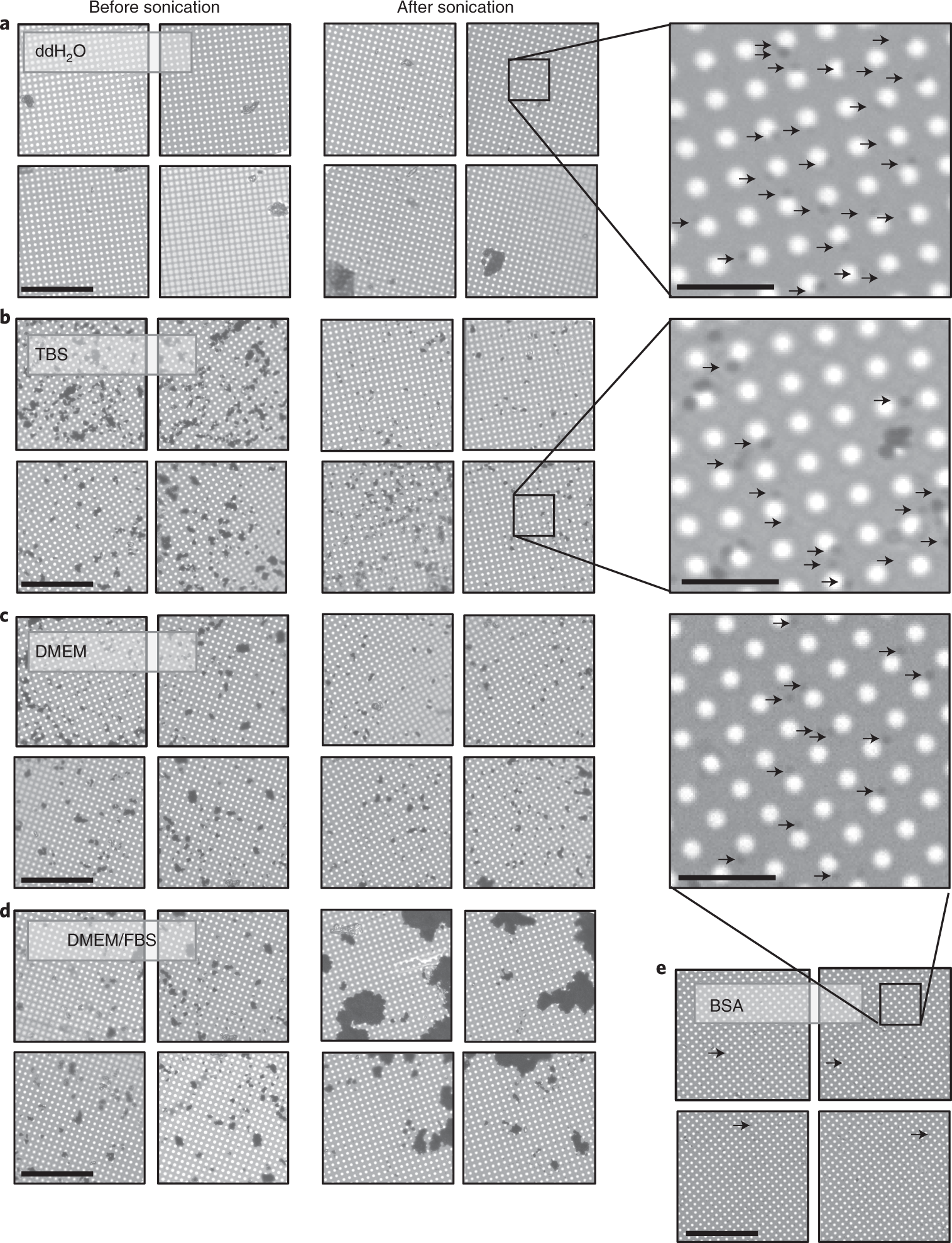 Fig. 5: Optimization of 250-nm gold fiducial dispersion by using sonication and dispersal in different media.