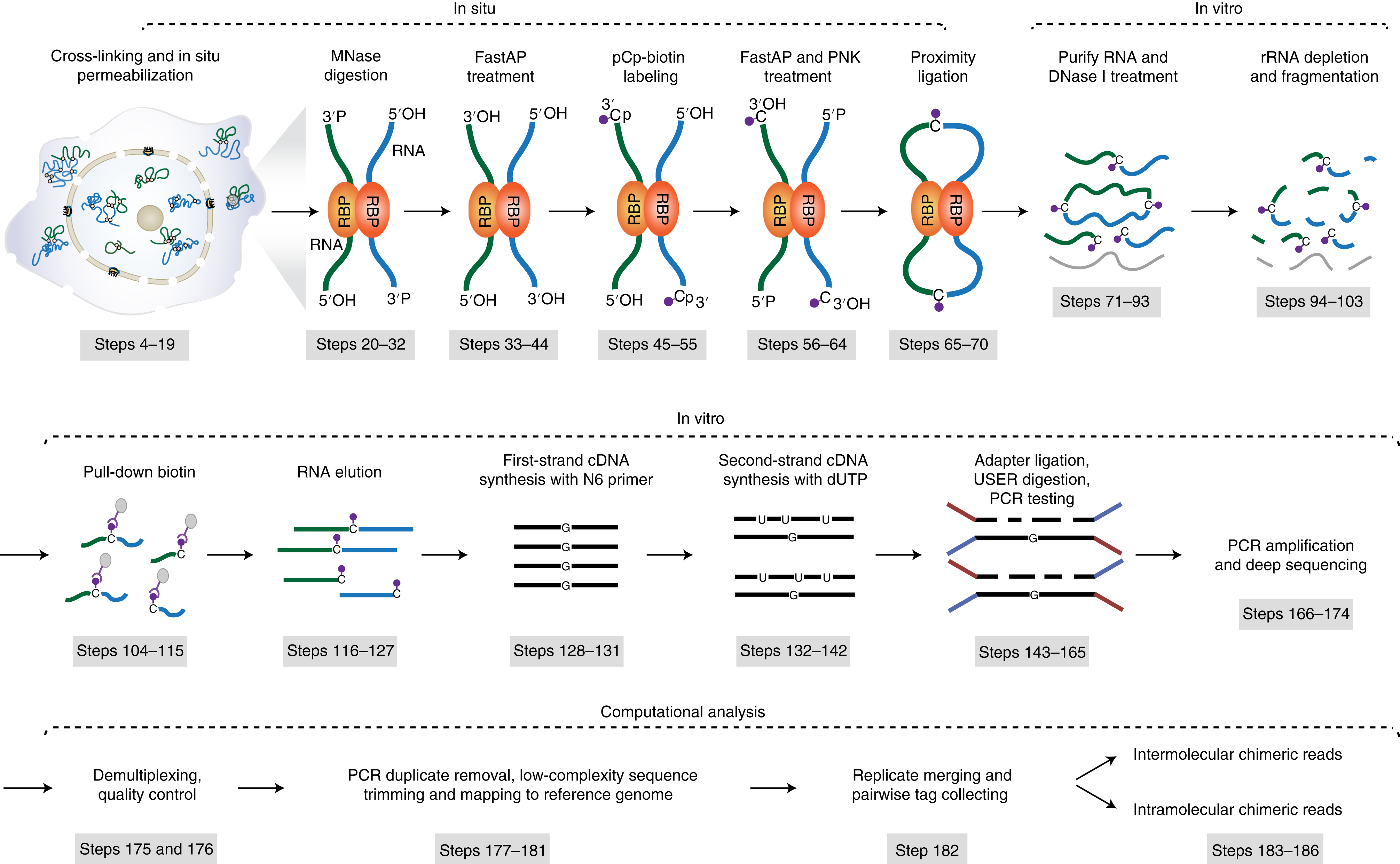Fig. 1: Overview of RIC-seq technology.