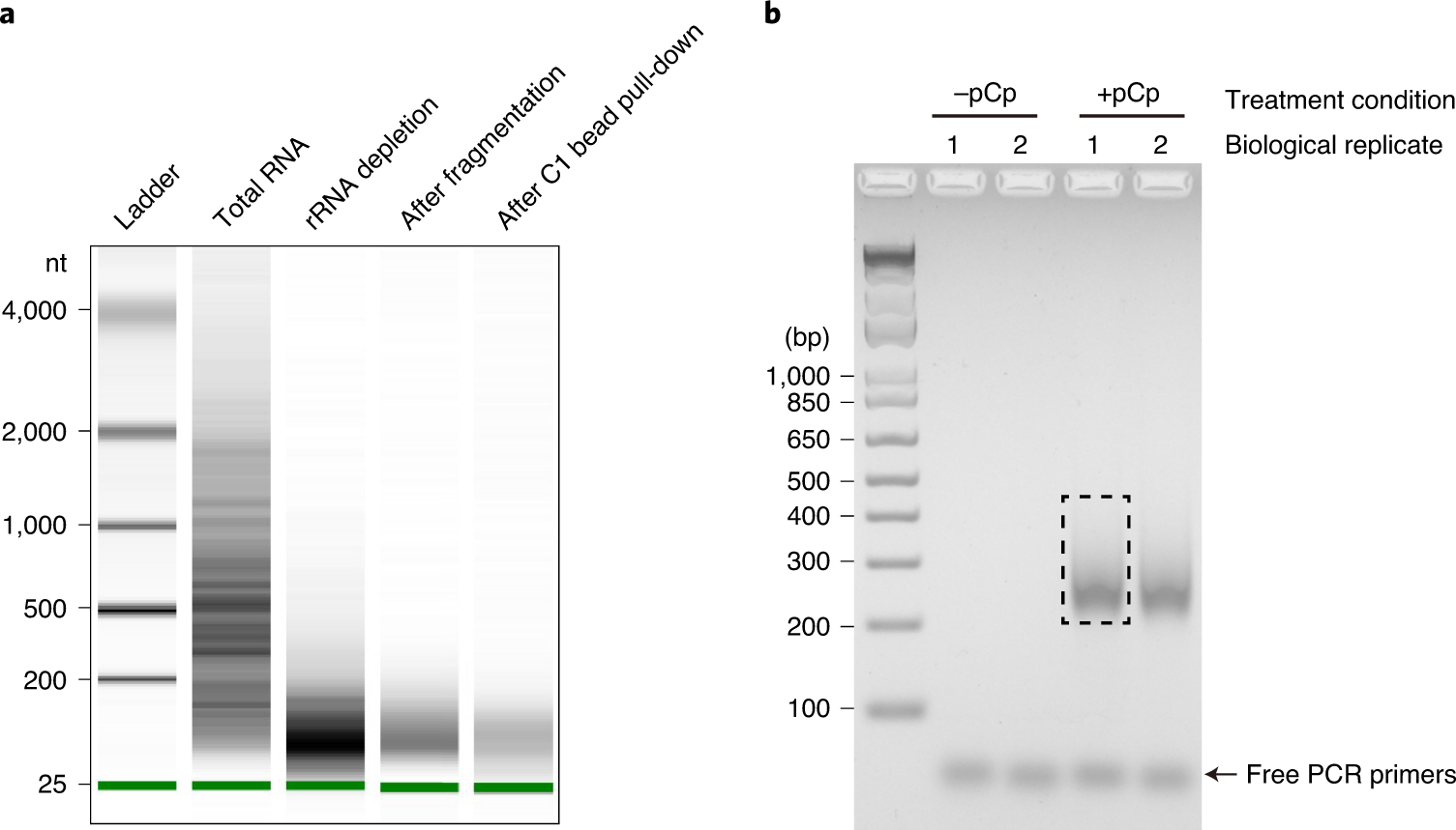 Fig. 2: Evaluation of RIC-seq library.