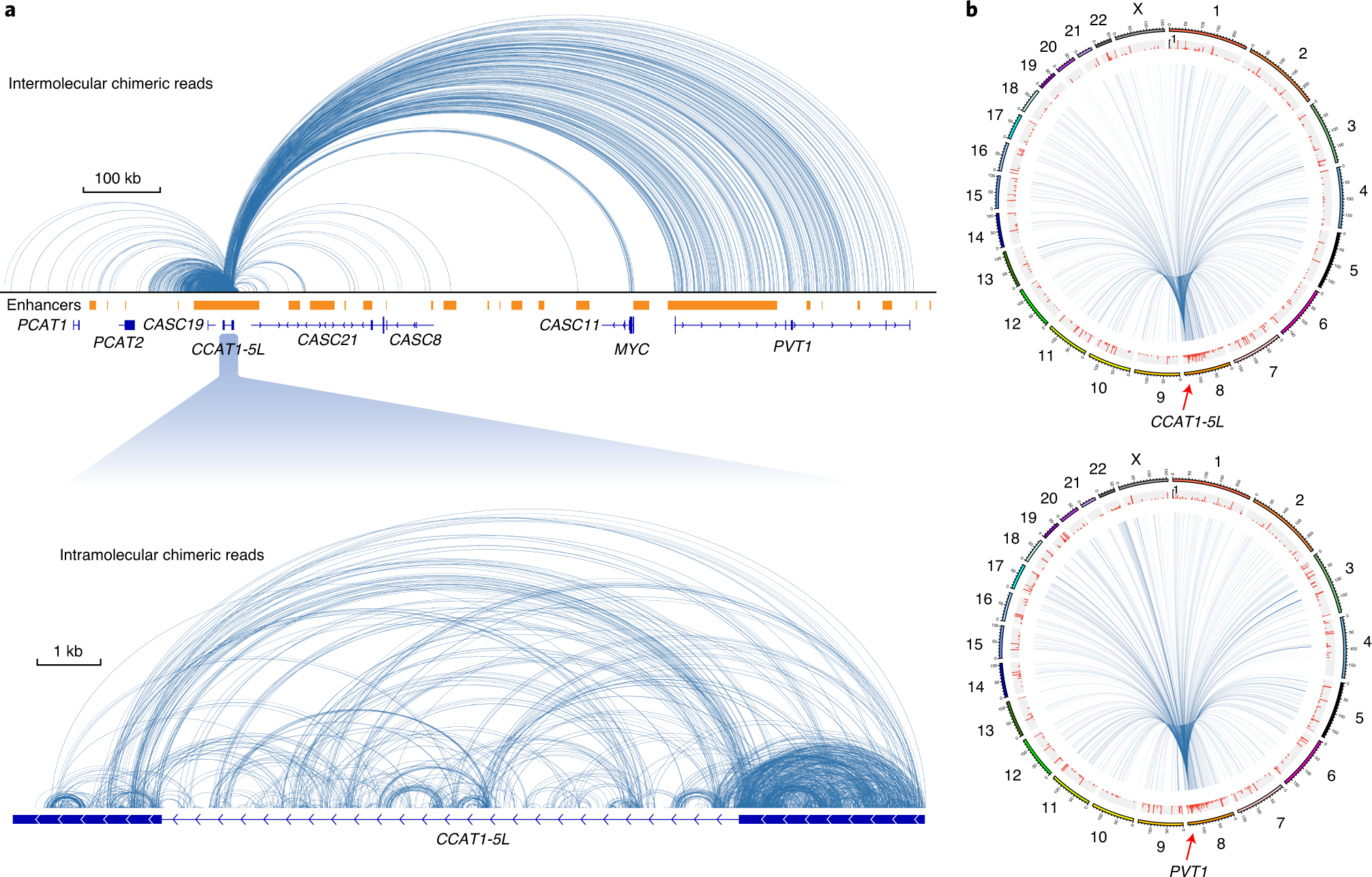 Fig. 3: Inter- and intramolecular RNA-RNA interactions revealed by RIC-seq.