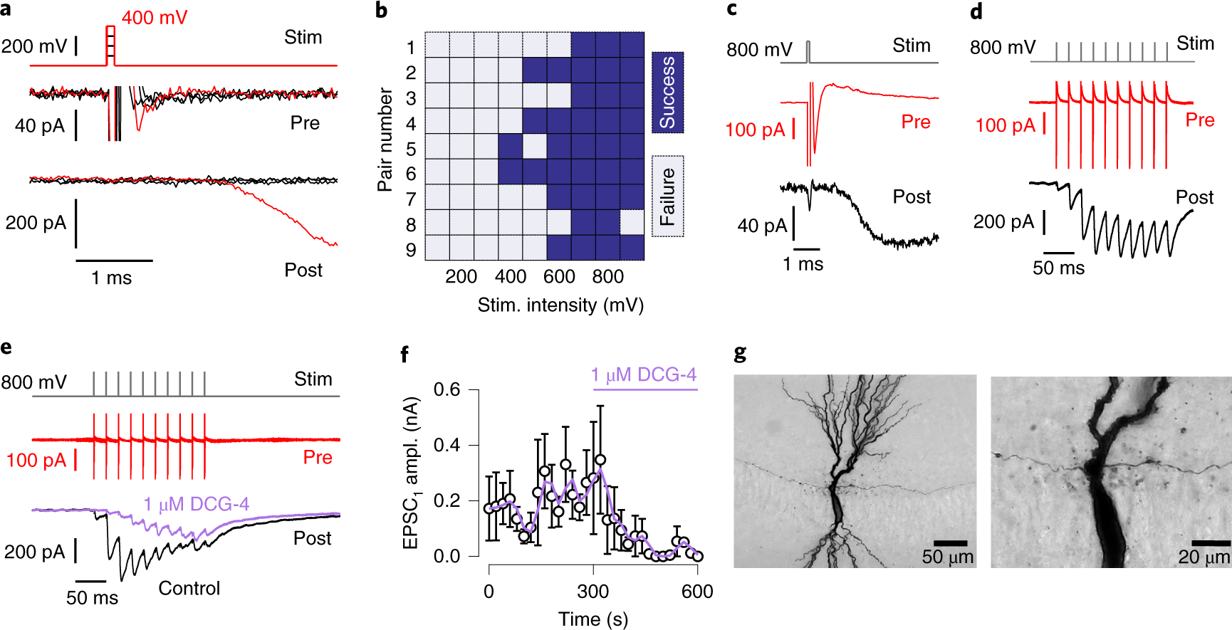Fig. 3: MFB–CA3 pyramidal neuron paired recordings combined with post hoc morphological analysis.