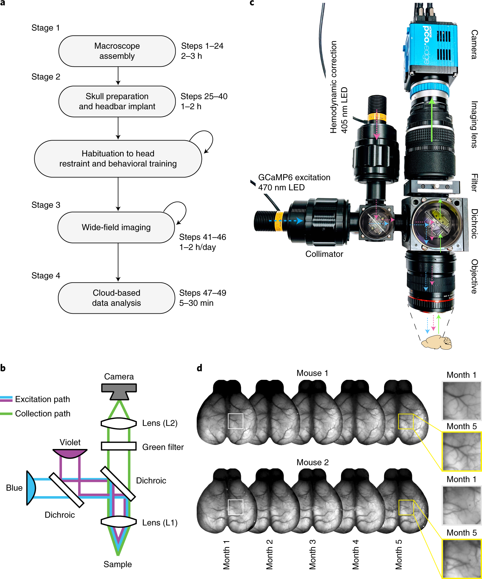 Fig. 1: Overview of the procedure described in this protocol.