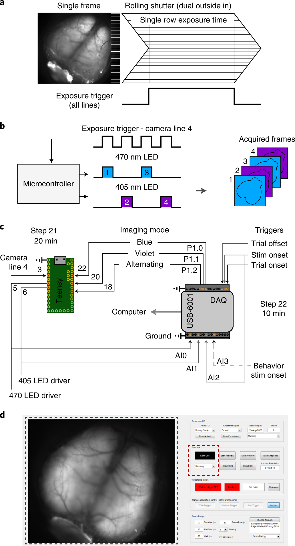 Fig. 2: Acquisition in rolling shutter, dual color excitation mode and synchronization.