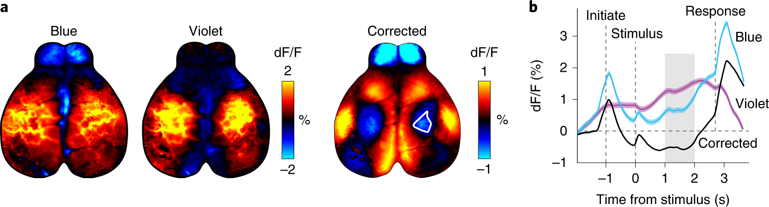 Fig. 3: Correction of hemodynamic artifacts with alternating violet and blue illumination.