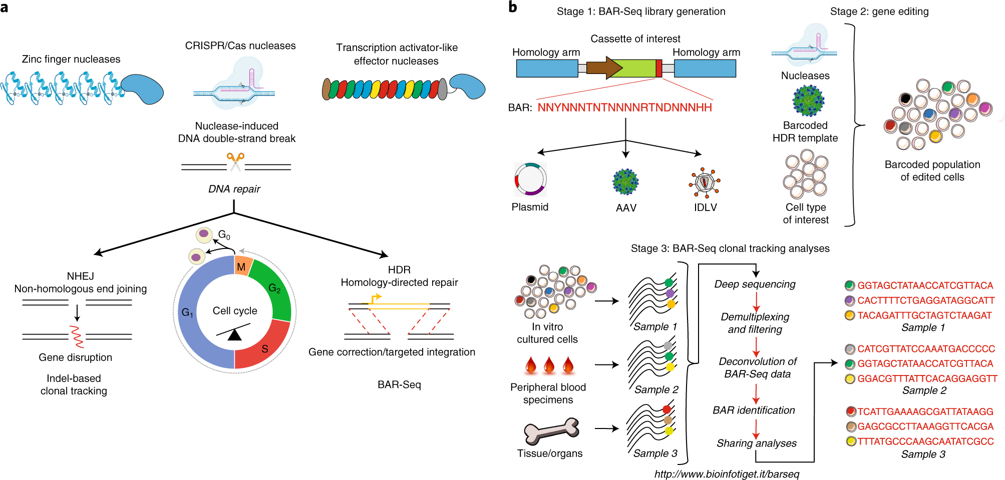 Fig. 1: BAR-Seq pipeline for clonal tracking of edited cells.