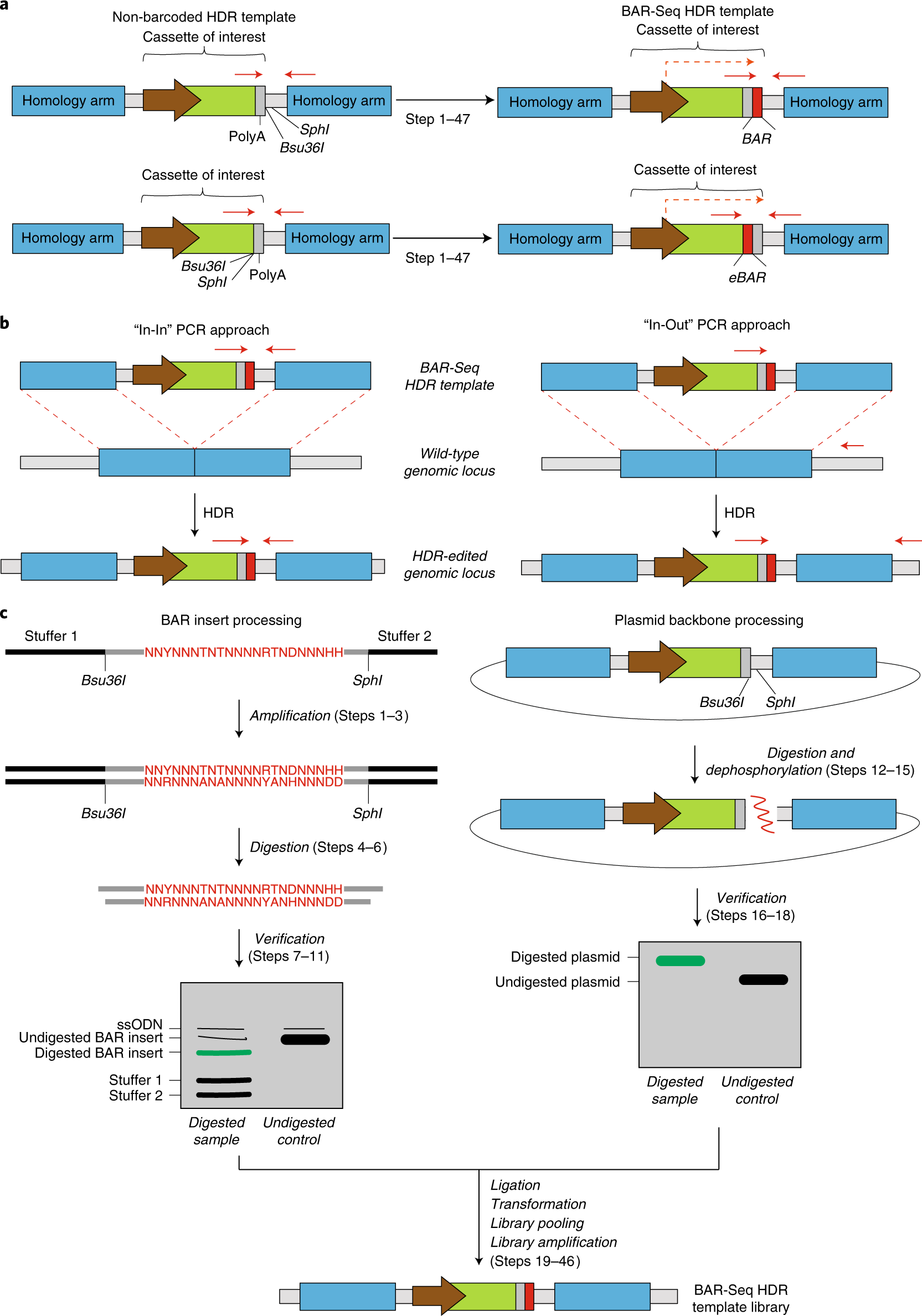 Fig. 2: Alternative configurations and generation of the BAR-Seq HDR template library.