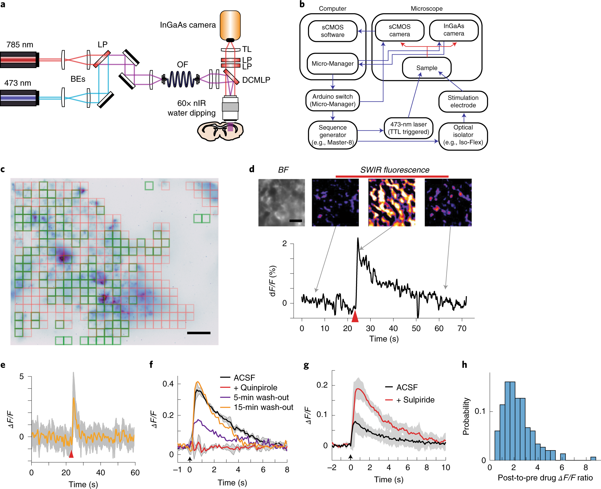 Fig. 5: Acquiring and processing evoked dopamine response from nIRCat-labeled acute brain slices.