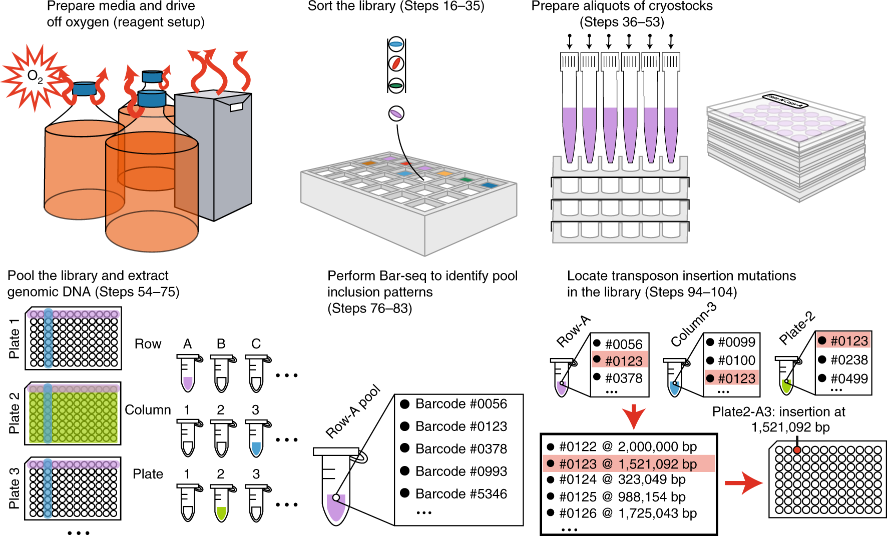Fig. 1: Schematic of the entire process of sorting the transposon-insertion library and mapping the barcodes.