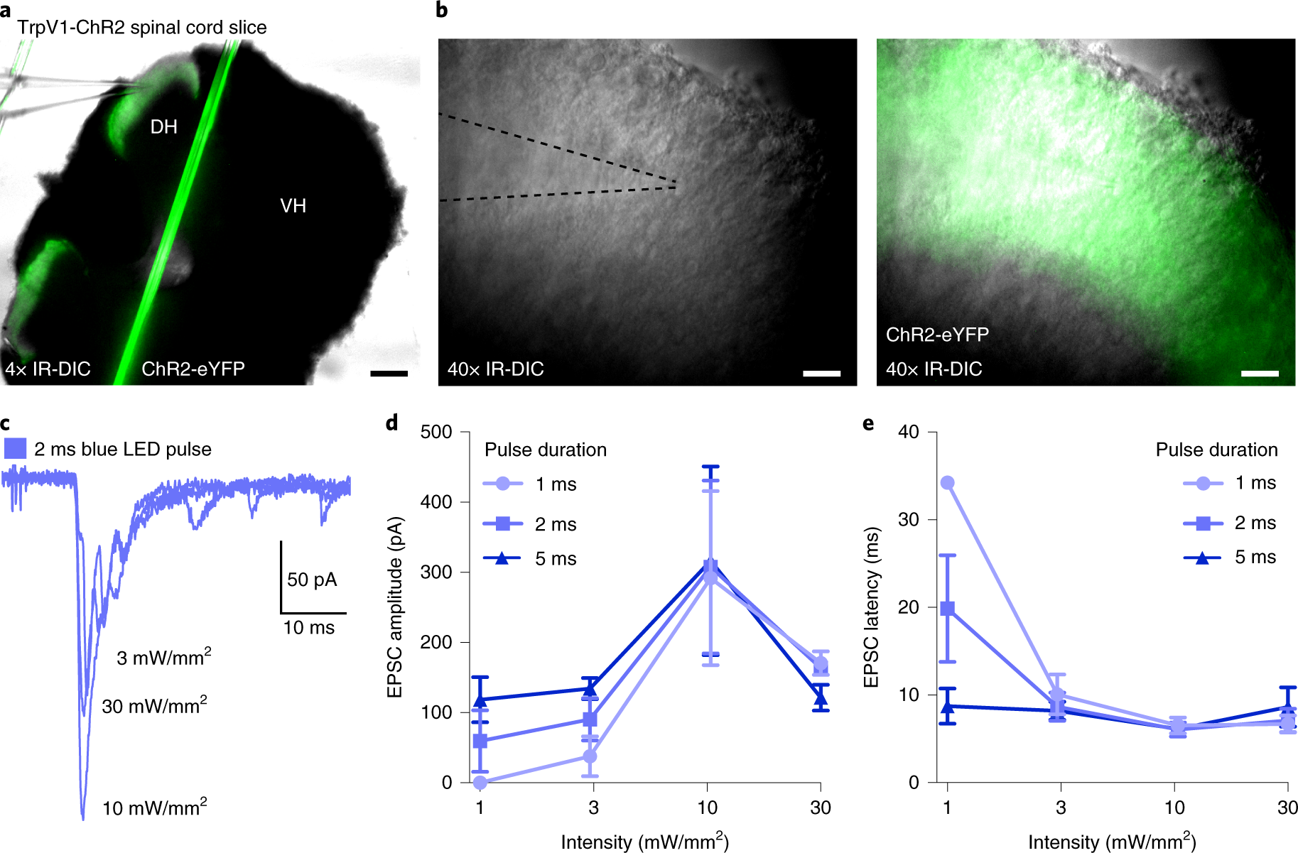 Fig. 3: Electrophysiological characterization of light-induced activation of TrpV1+ primary afferents in an ex vivo spinal cord slice preparation.