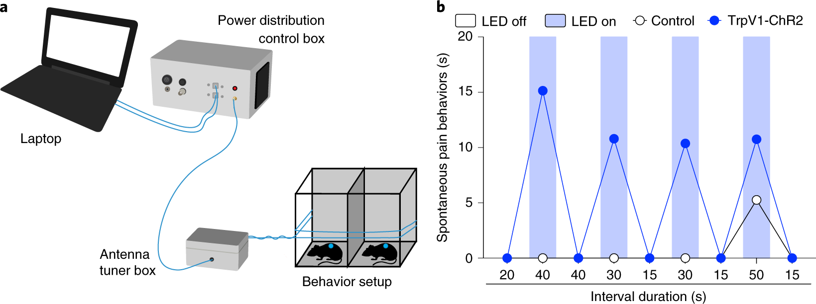 Fig. 6: Light-evoked pain-like behavior in TRPV1-ChR2 mice.