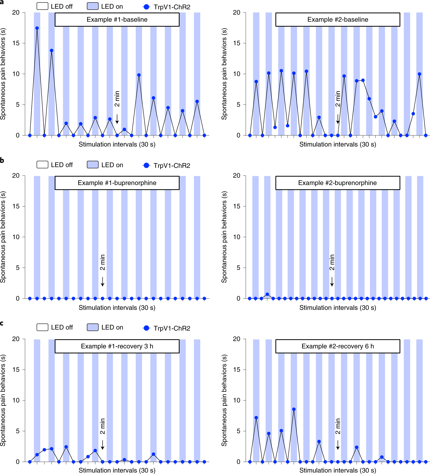 Fig. 7: Effects of opioid administration on light-evoked pain-like behavior.