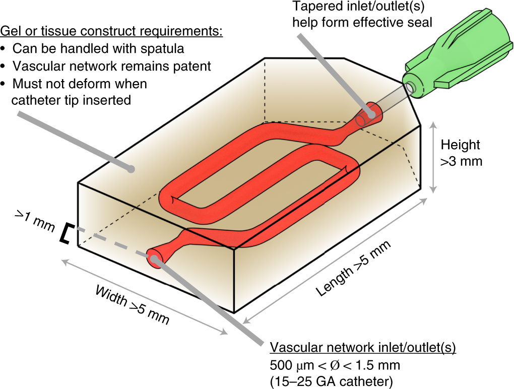 Fig. 2: Geometric and mechanical requirements for catheterization and perfusion protocol.