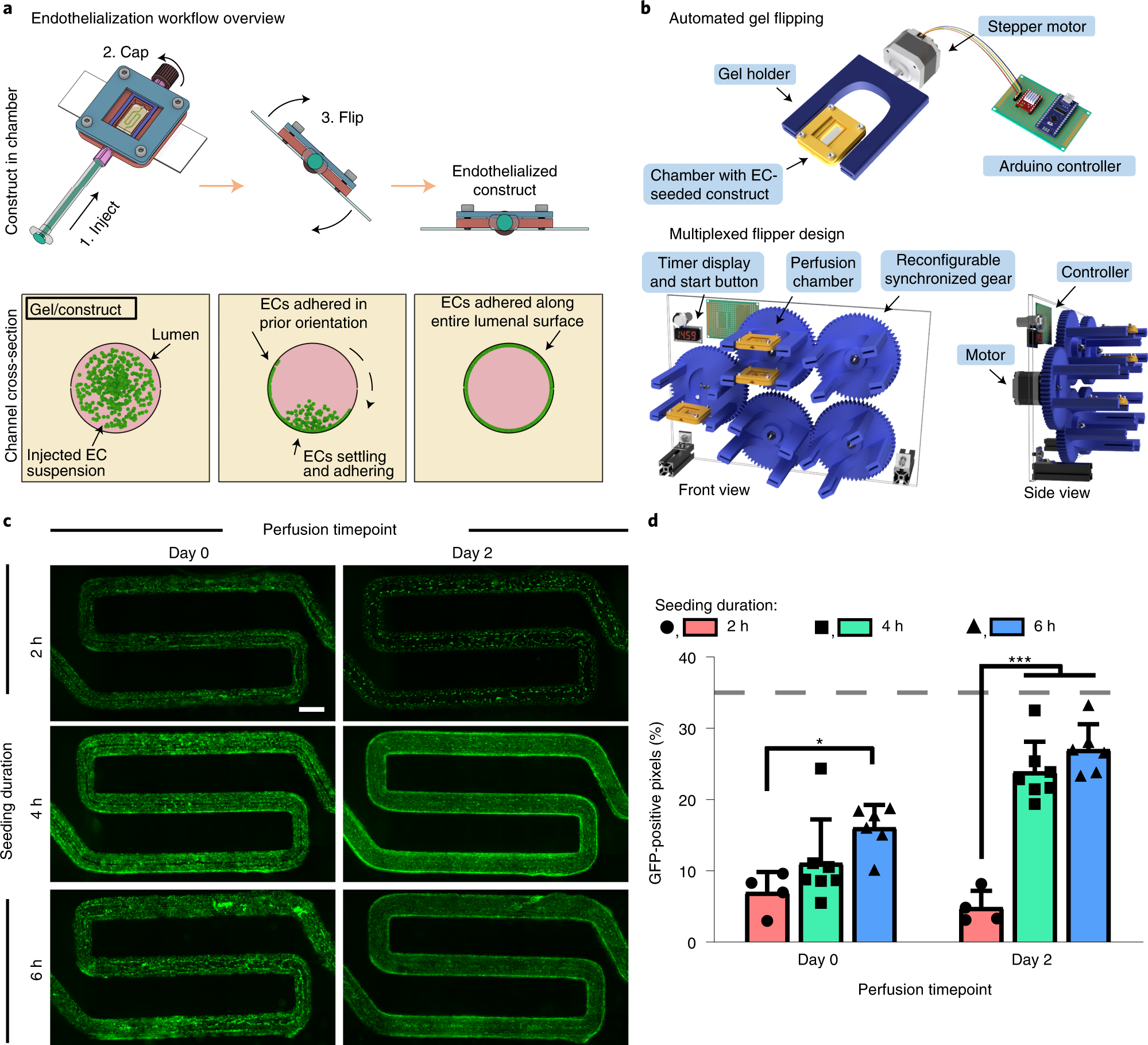 Fig. 4: Achieving uniform endothelialization in perfusable networks of cylindrical vessels.