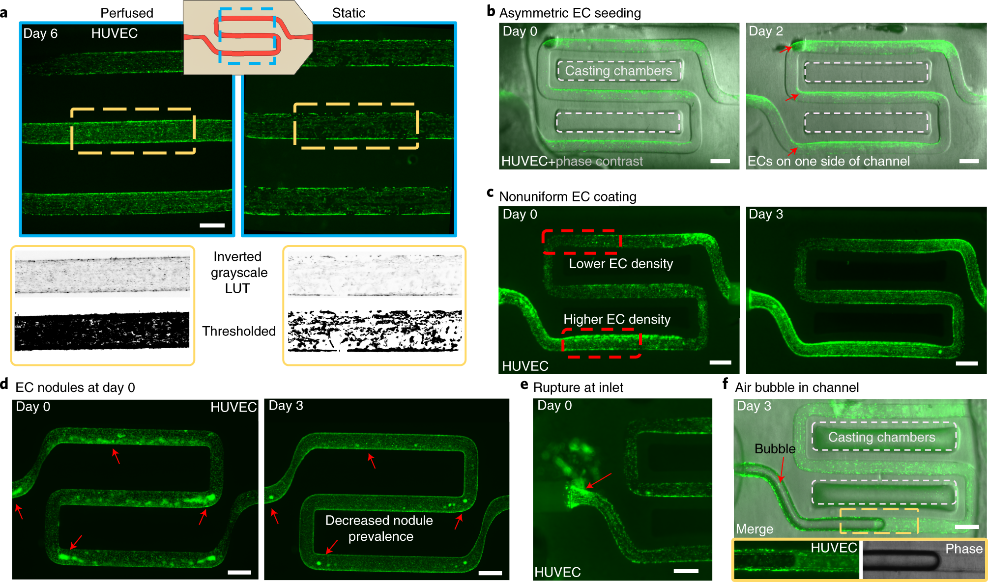 Fig. 7: Potential pitfalls encountered during endothelialization and perfusion.