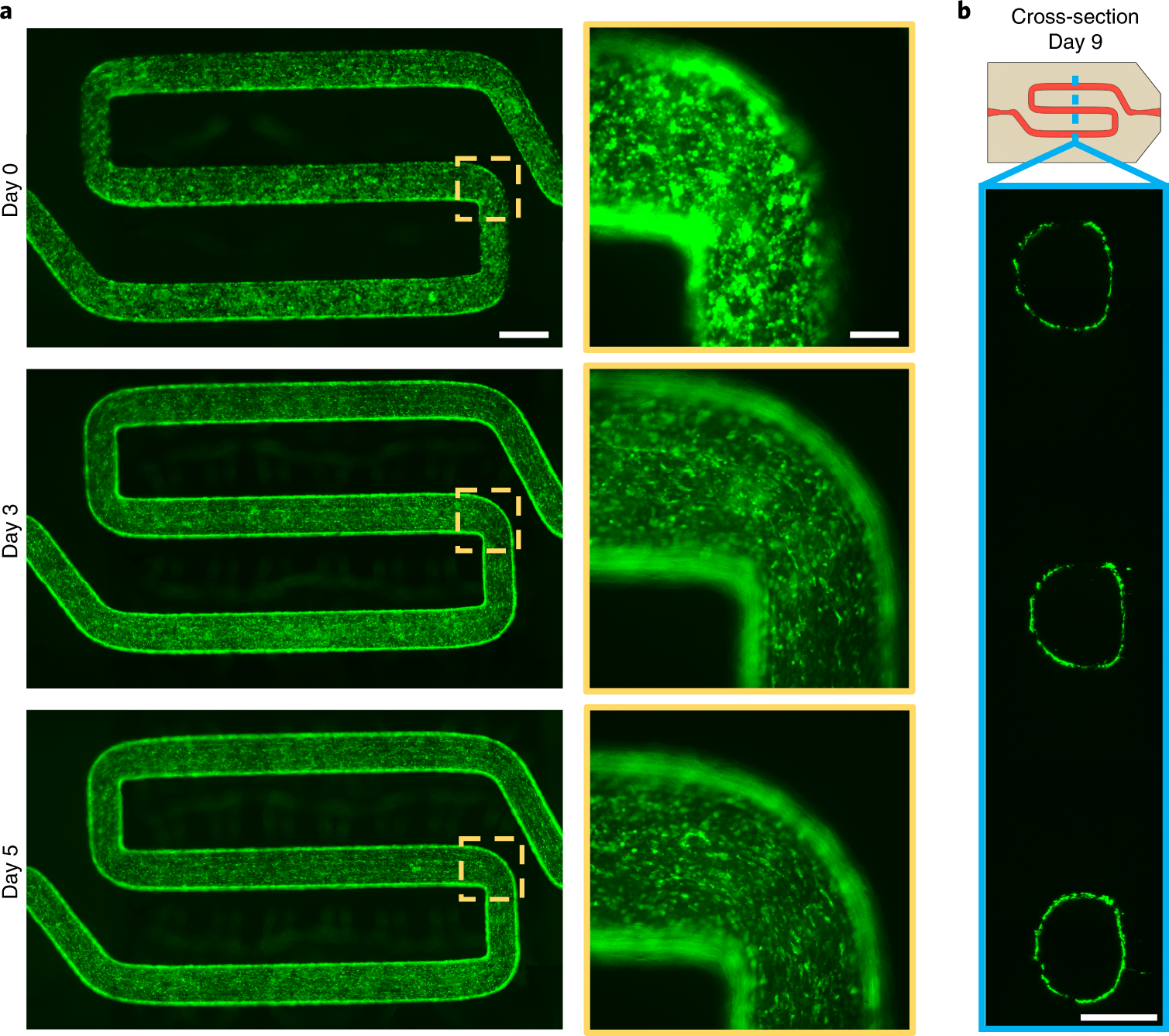 Fig. 8: Endothelial cells form confluent monolayers within vascular networks under perfusion.